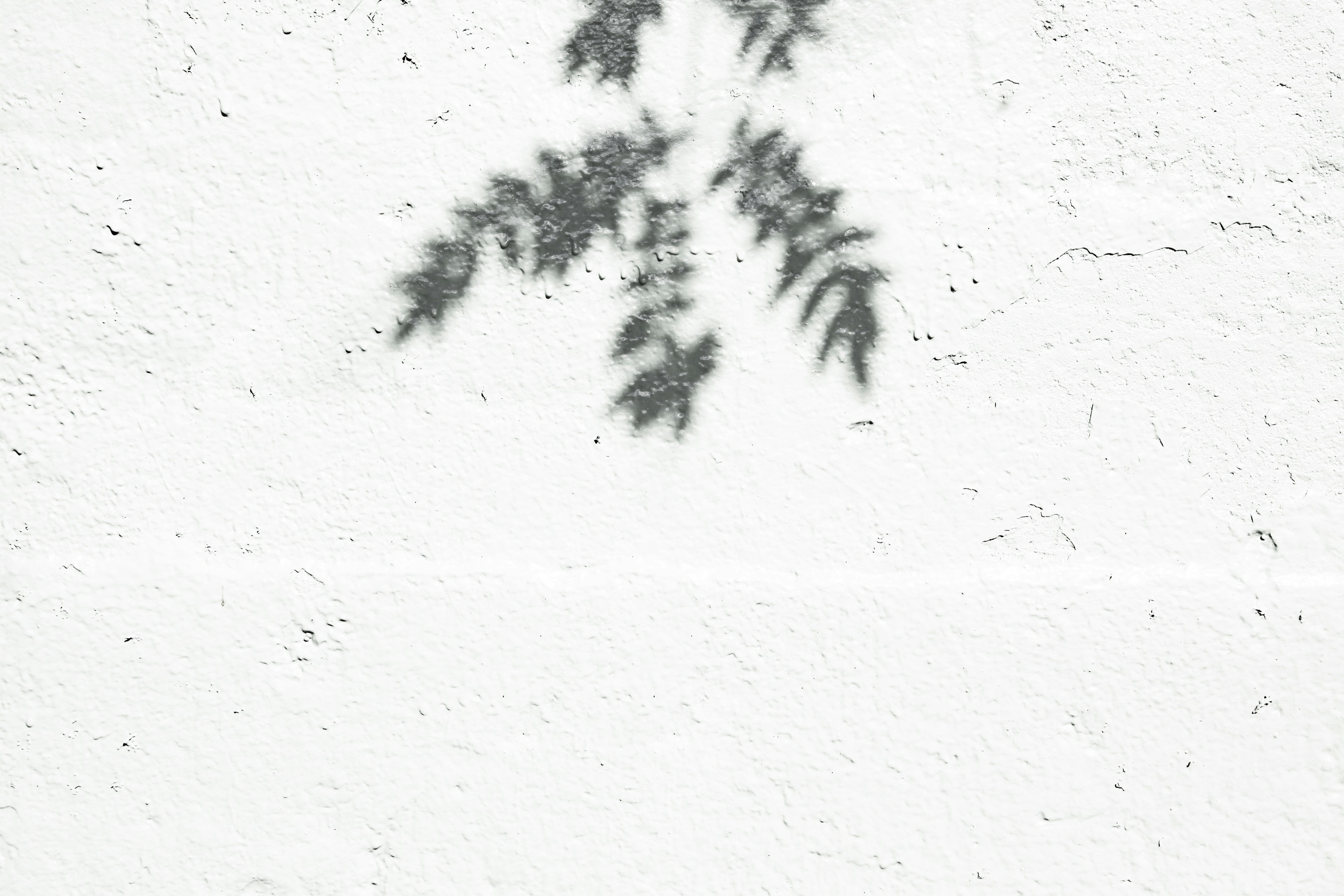 Ombre délicate de feuilles projetée sur un mur blanc