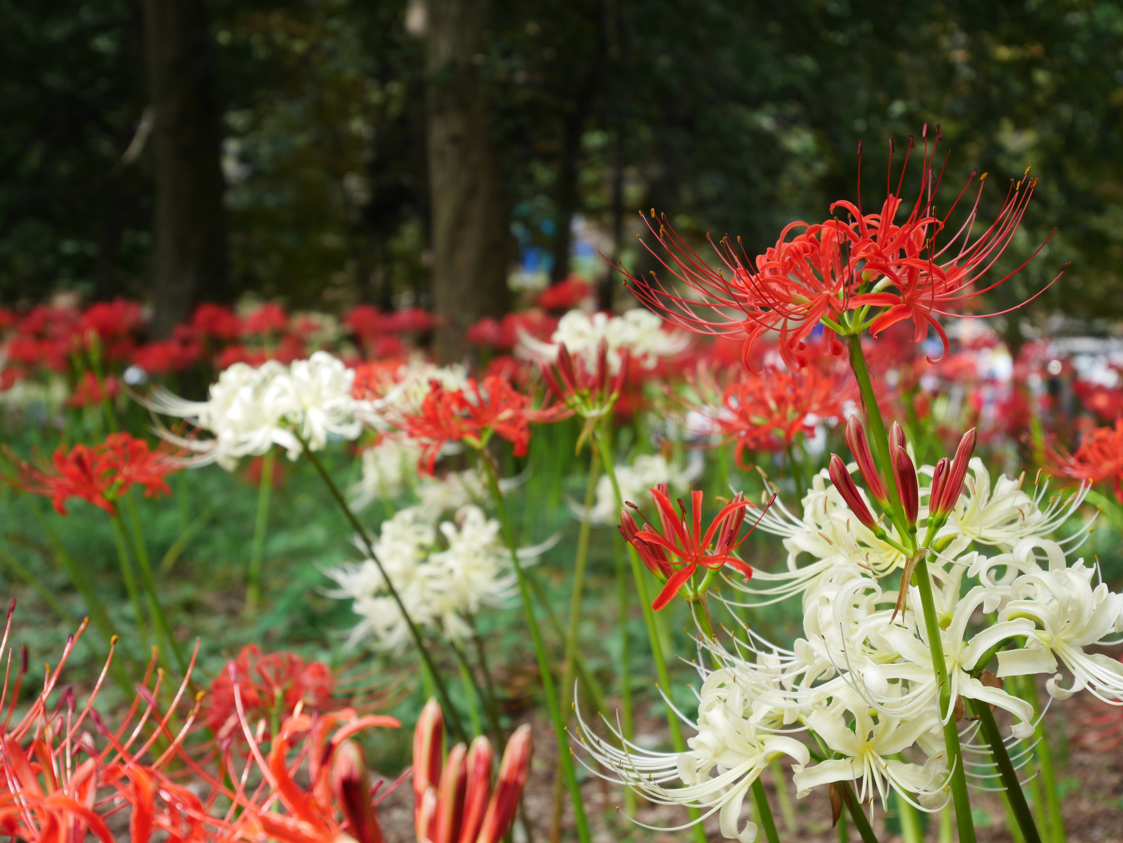 Un hermoso paisaje de lirios araña rojos y blancos en flor