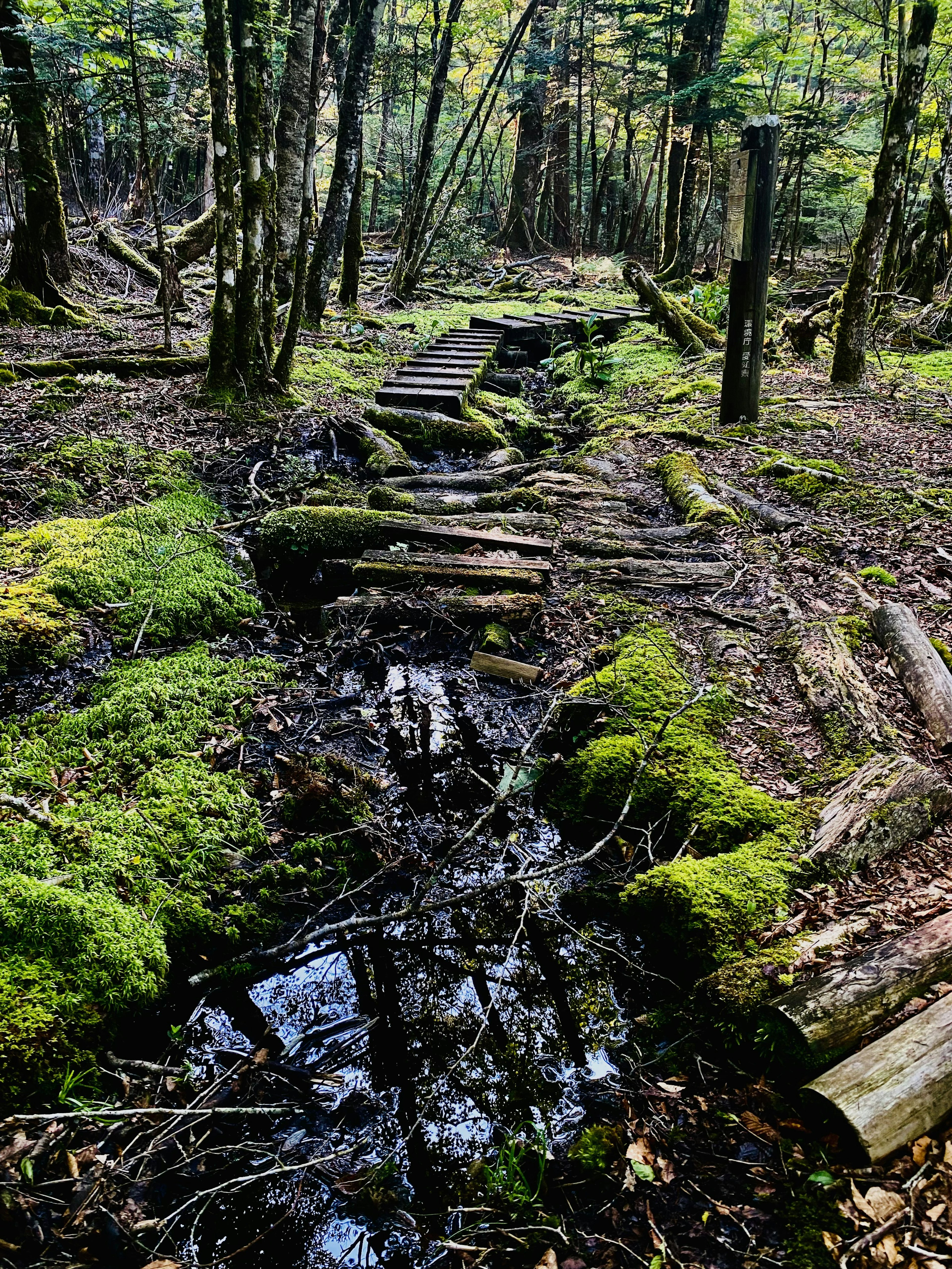 Sentiero in legno in una foresta umida con terreno coperto di muschio