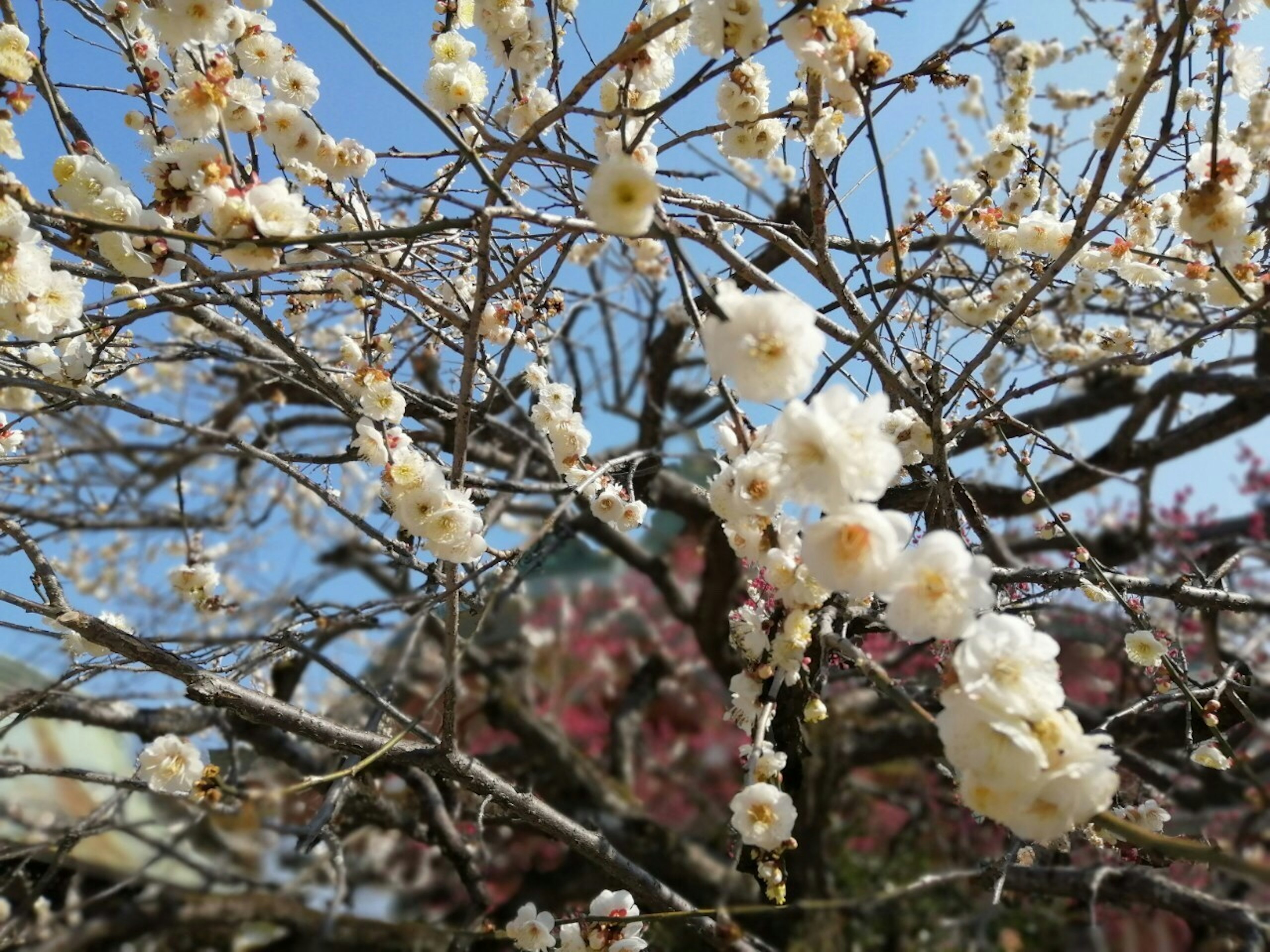 푸른 하늘 배경의 흰 꽃이 핀 나무 가지