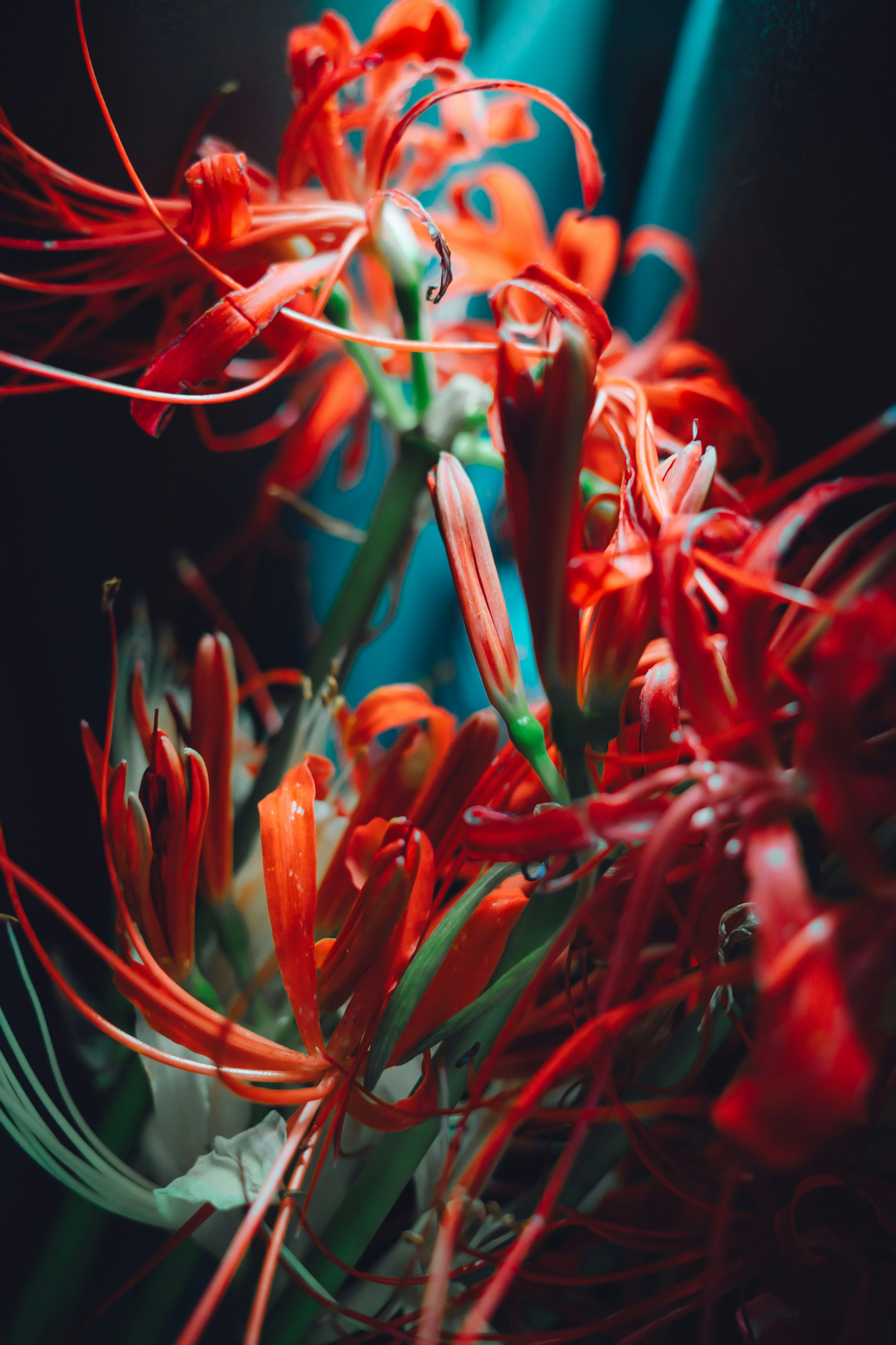 Lebendige rote Blumen mit einem kontrastierenden blauen Hintergrund