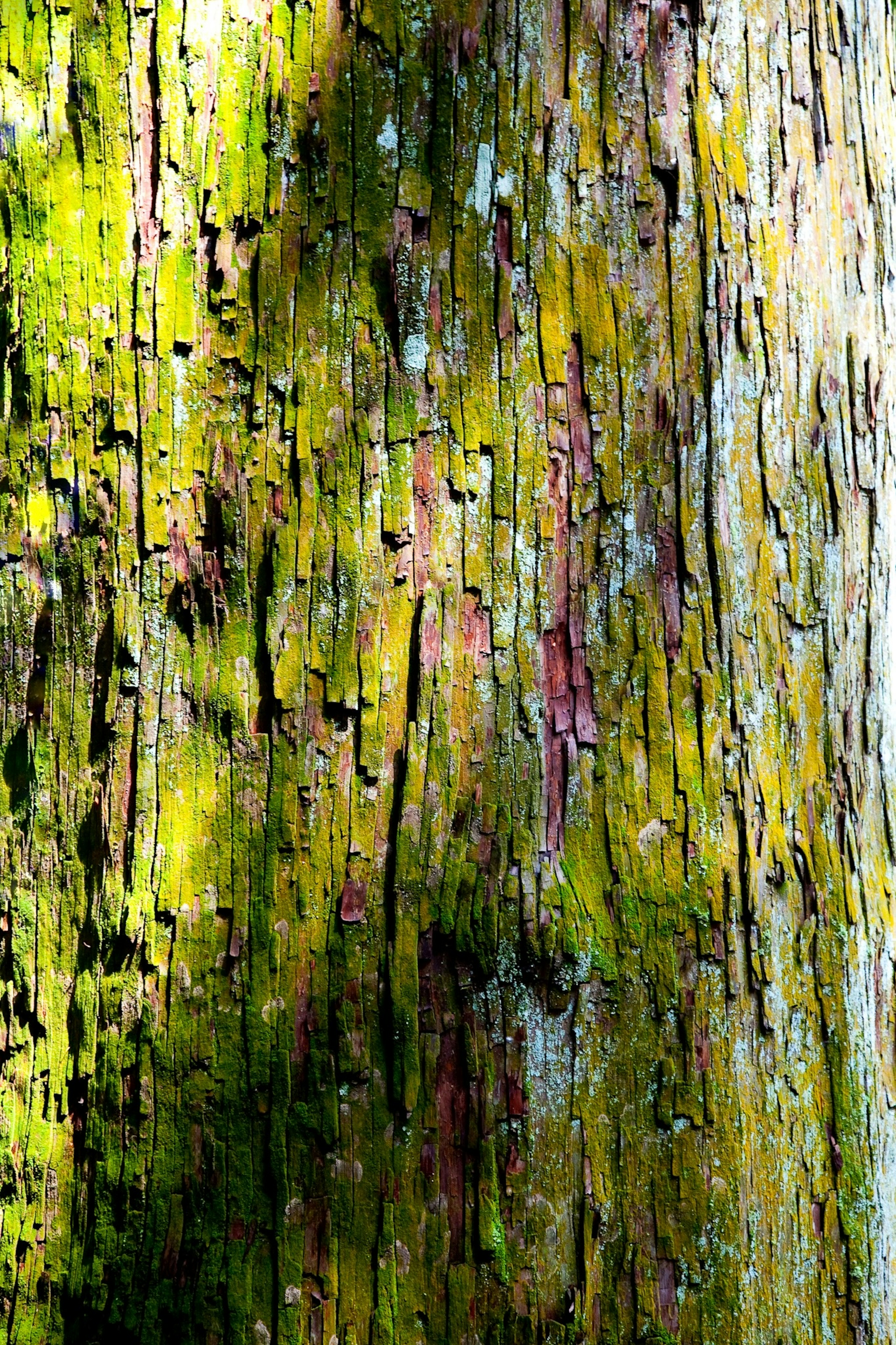 Tree bark with moss and colorful patterns