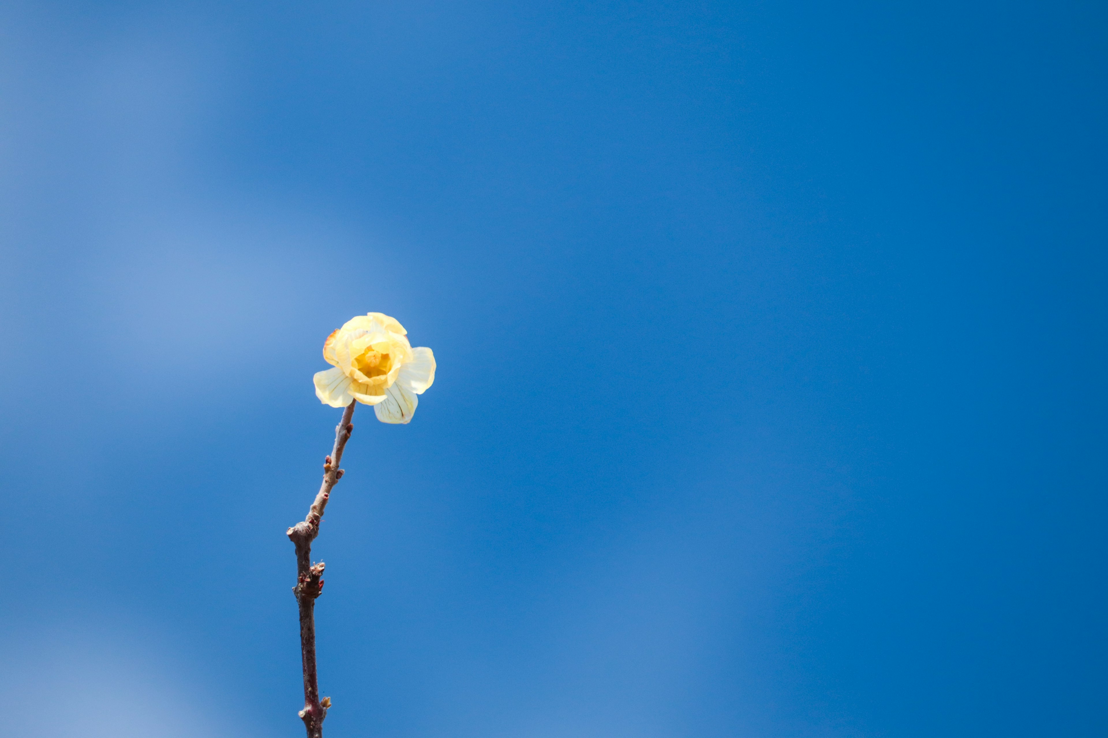 Yellow flower blooming on a branch against a blue sky