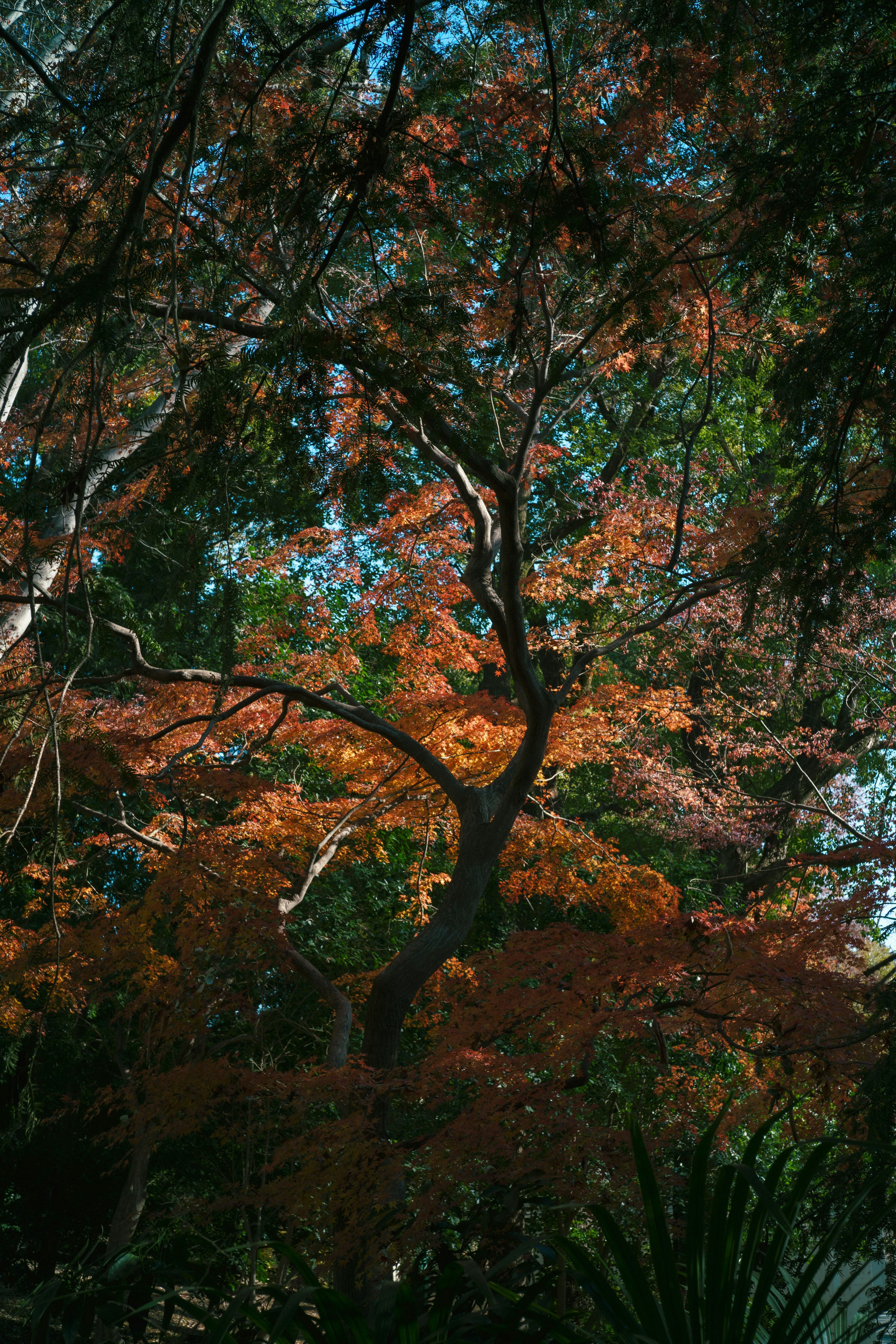 紅葉した木々が青空の下に広がる風景