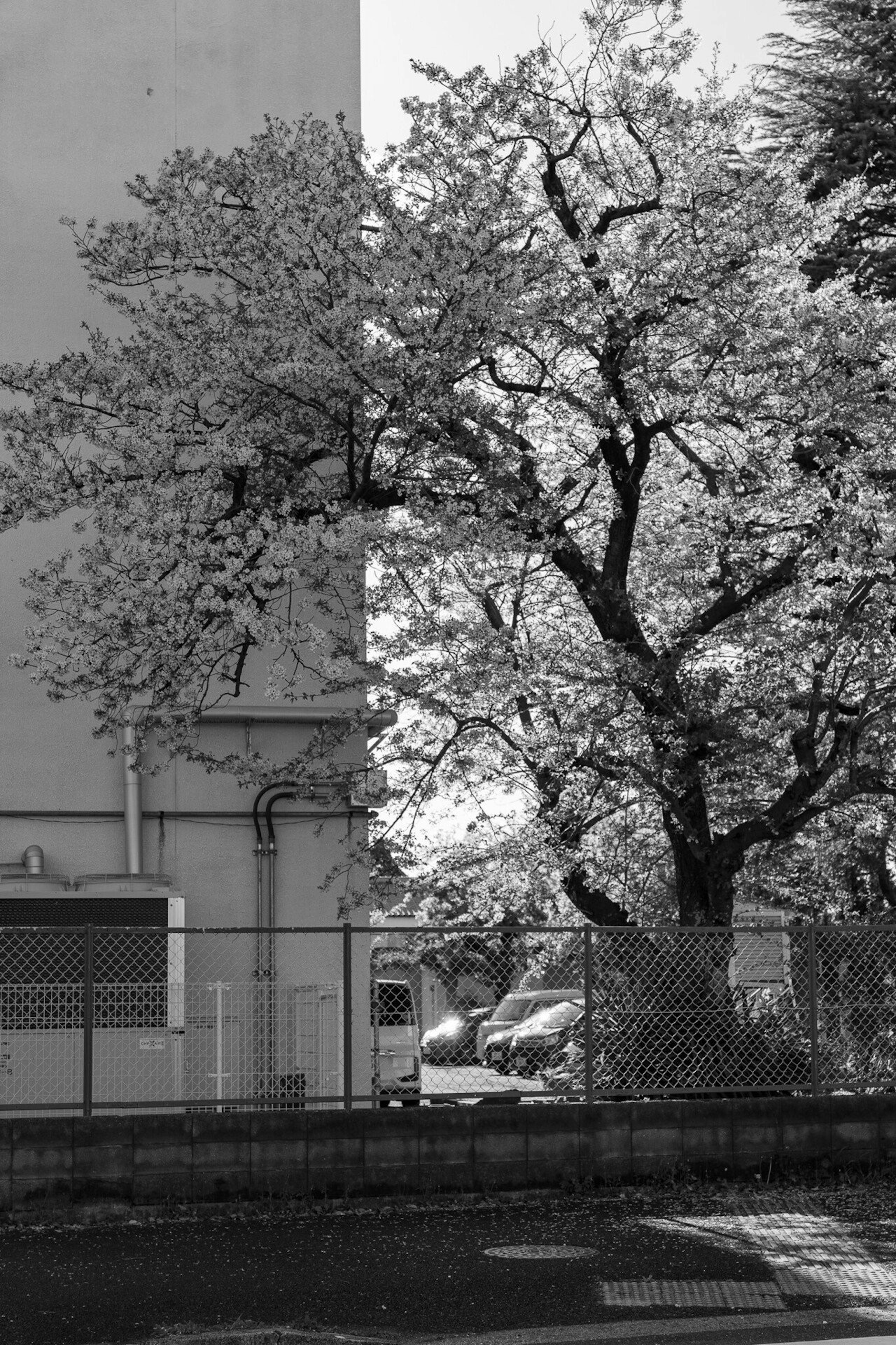 Scène en noir et blanc avec un cerisier et un bâtiment