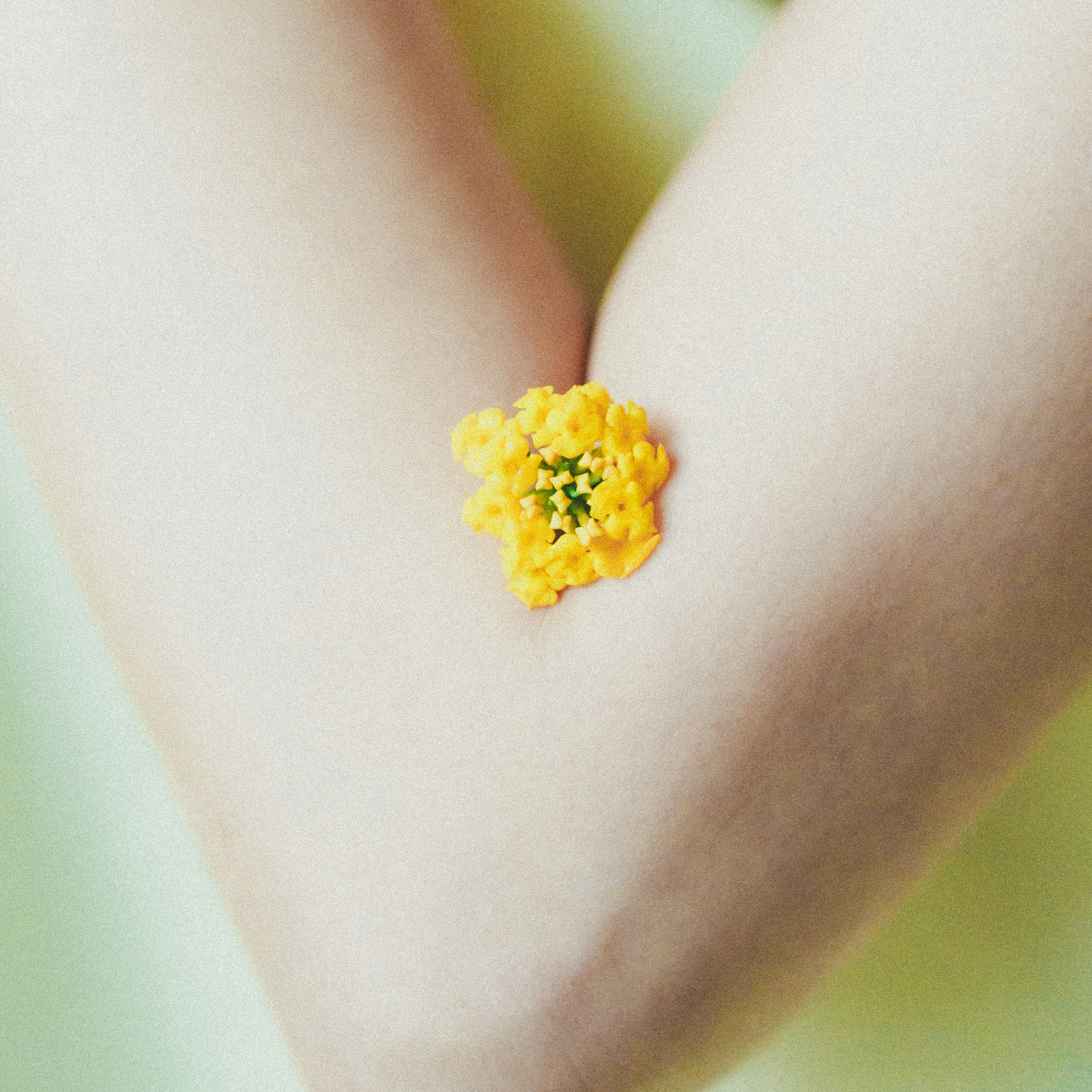 Close-up of an arm with a yellow flower resting on soft skin