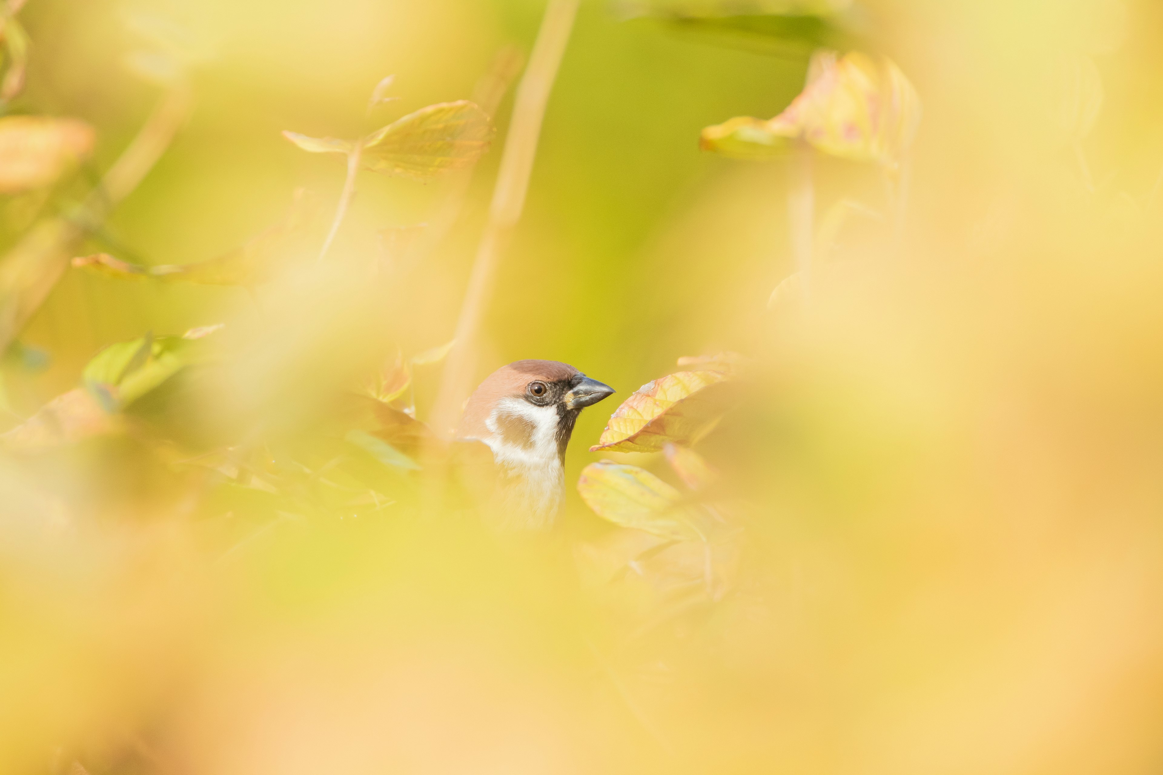 Ein kleines Vogelgesicht, das durch gelbe Blätter sichtbar ist