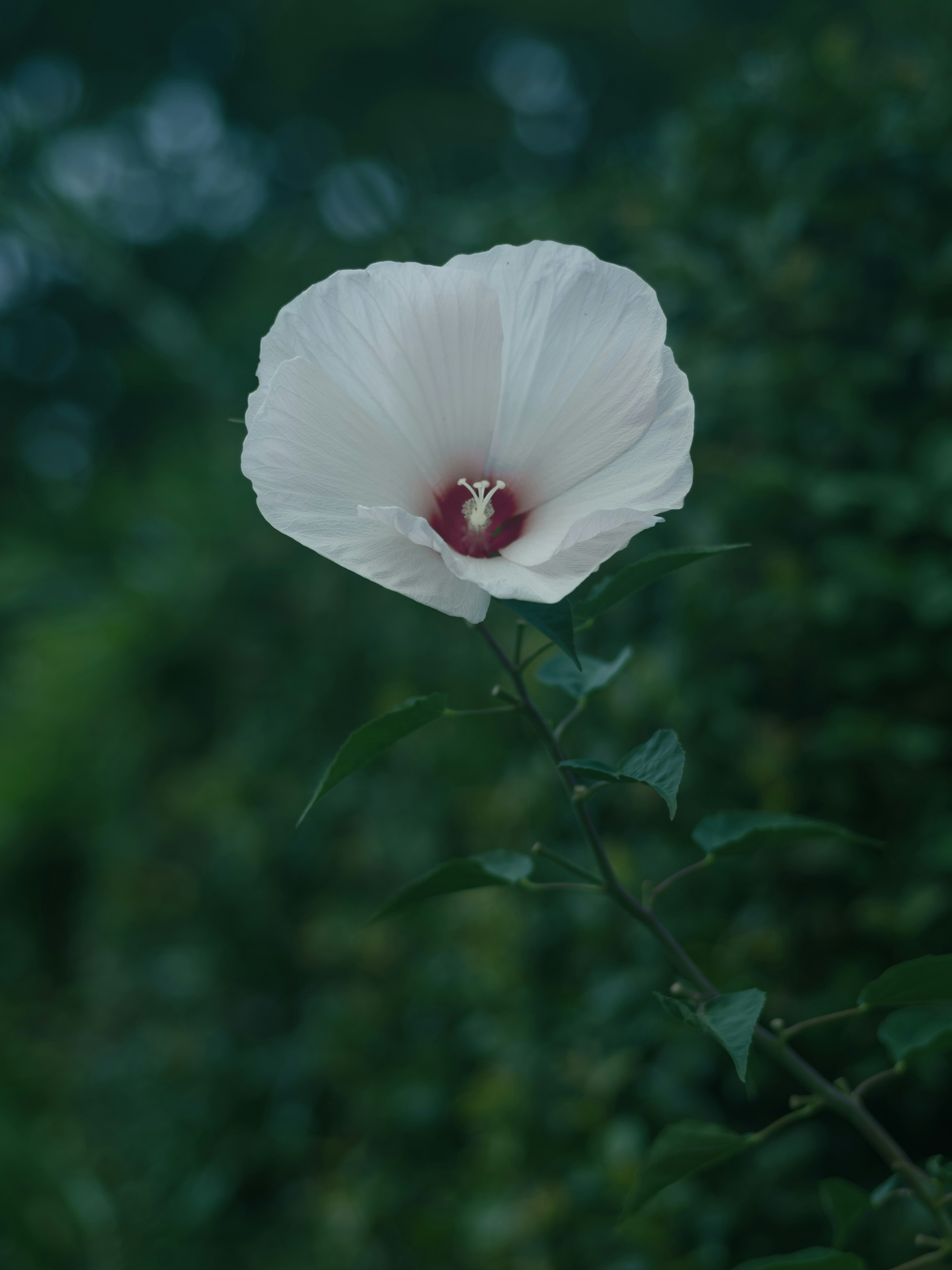 白いハイビスカスの花が緑の背景に浮かび上がる