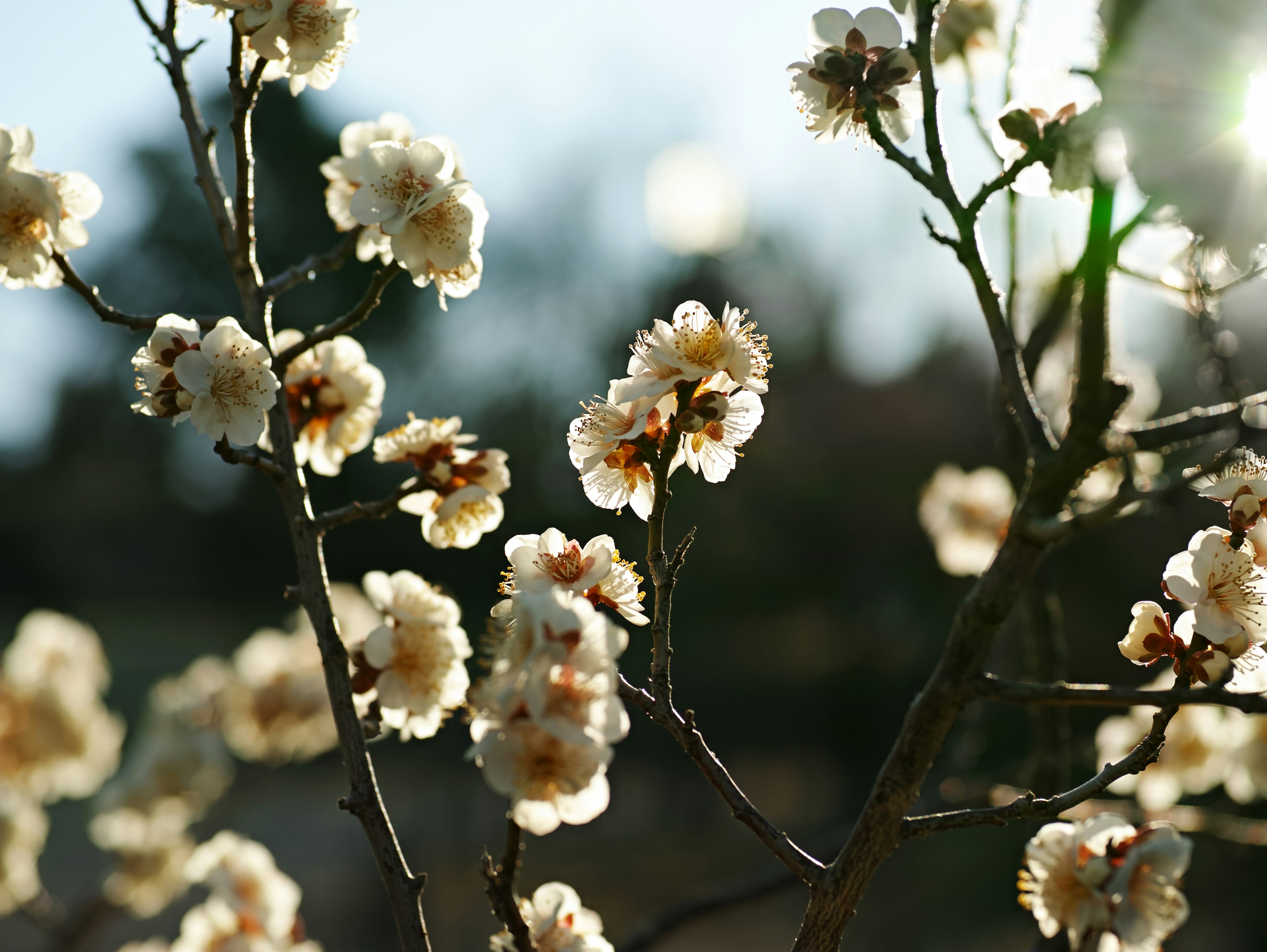 Nahaufnahme von weißen Blumen, die vor einem hellen Hintergrund blühen