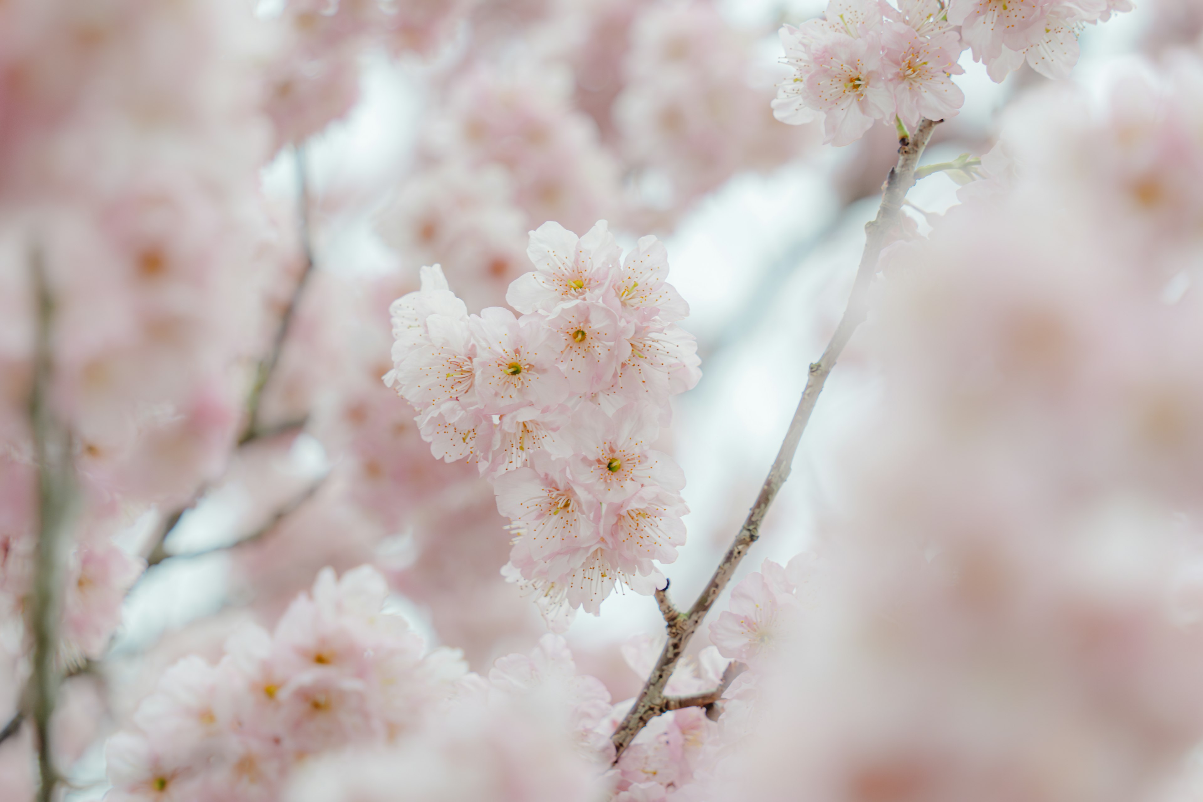 Close-up bunga sakura kelopak merah muda lembut dan cabang terlihat