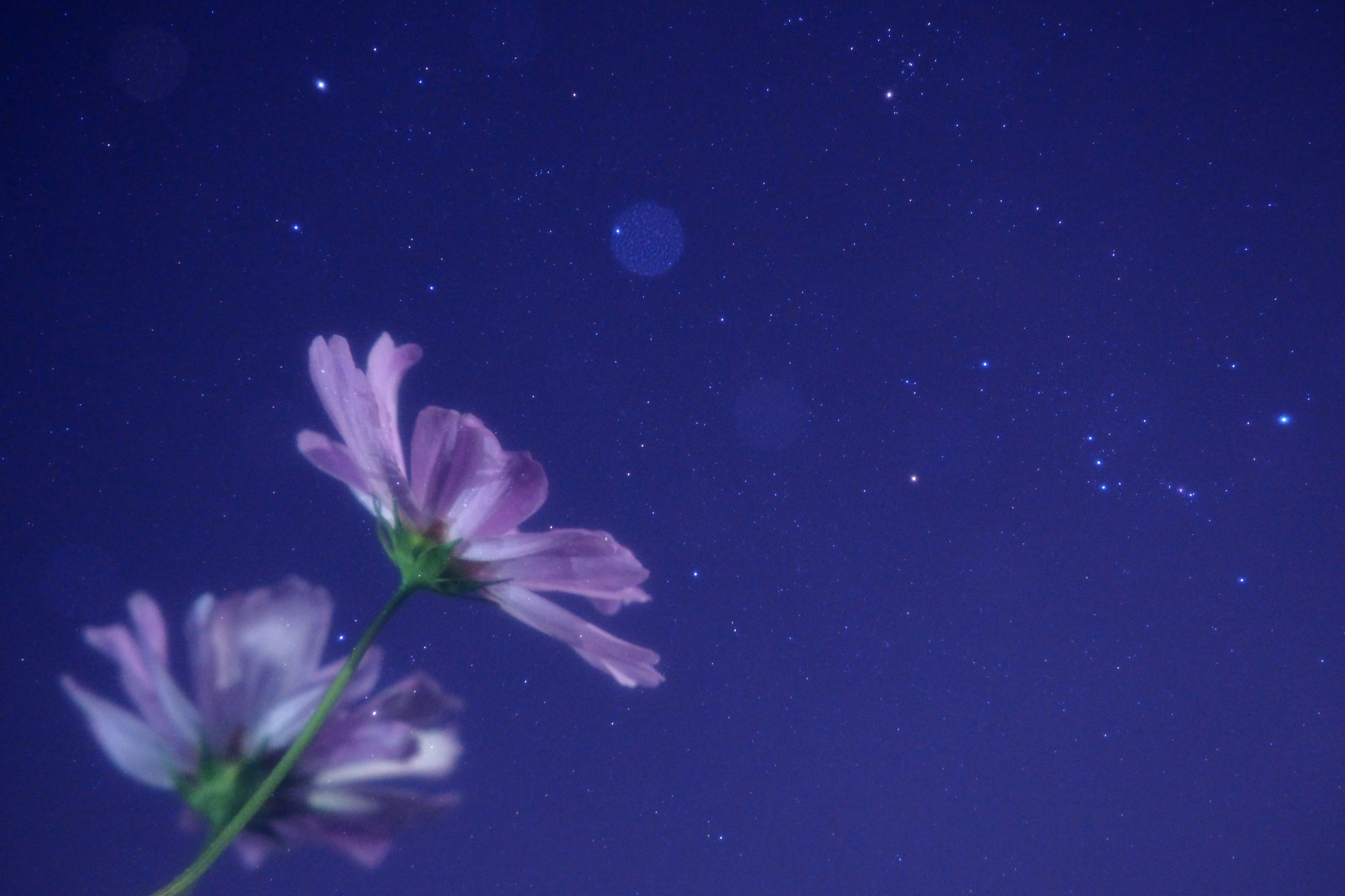 Fleurs roses délicates sur un fond violet avec des étoiles scintillantes