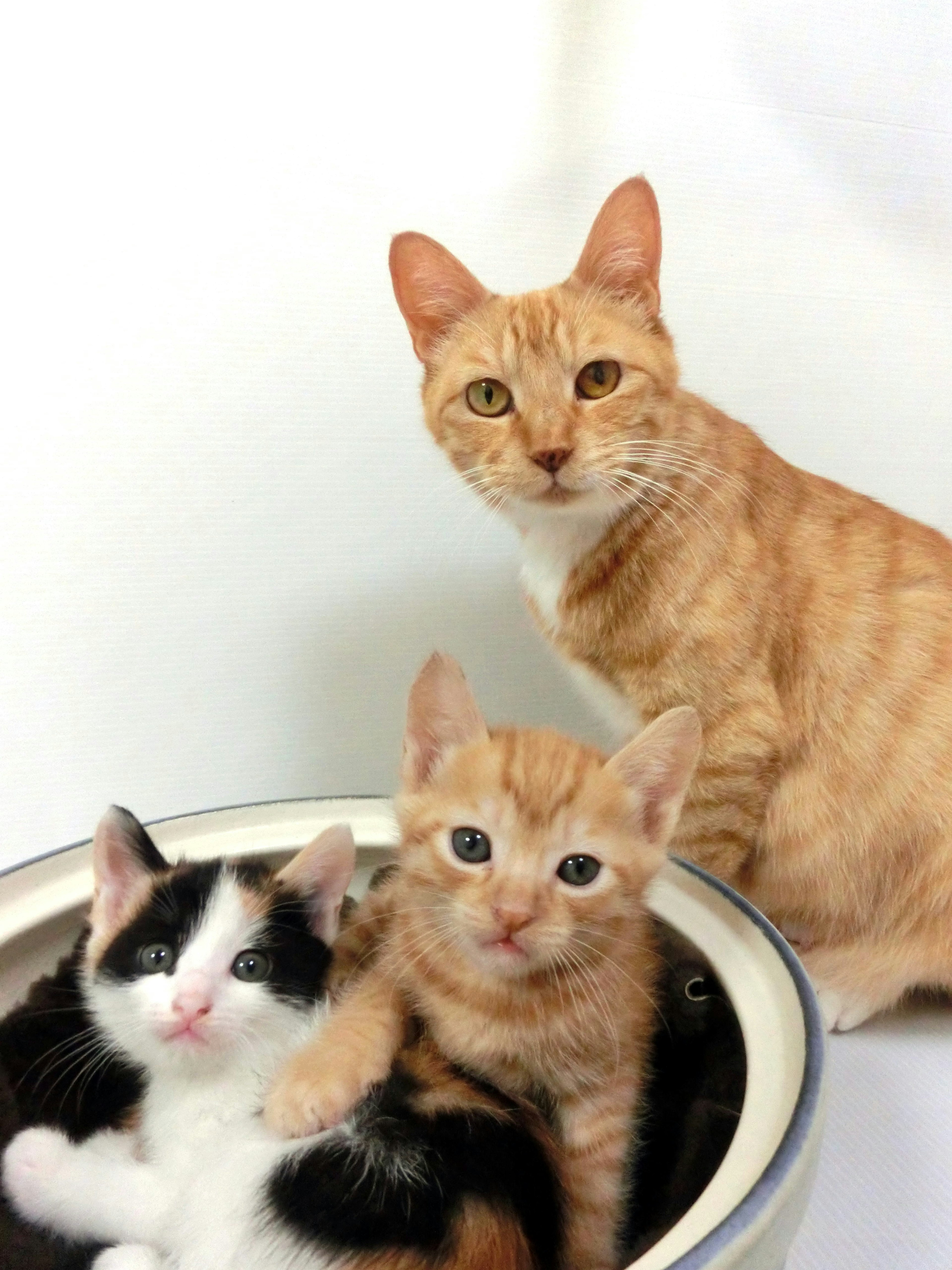 An orange cat with two kittens in a bowl