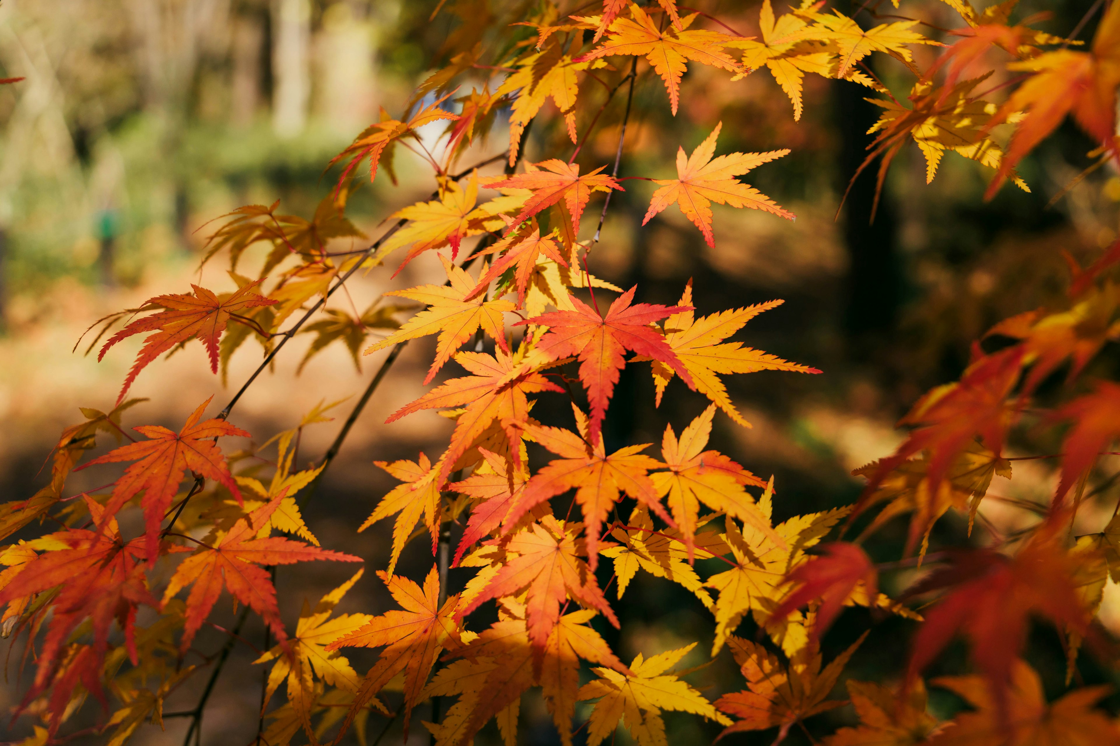 Primer plano de hermosas hojas de otoño que muestran vibrantes tonos rojos y amarillos