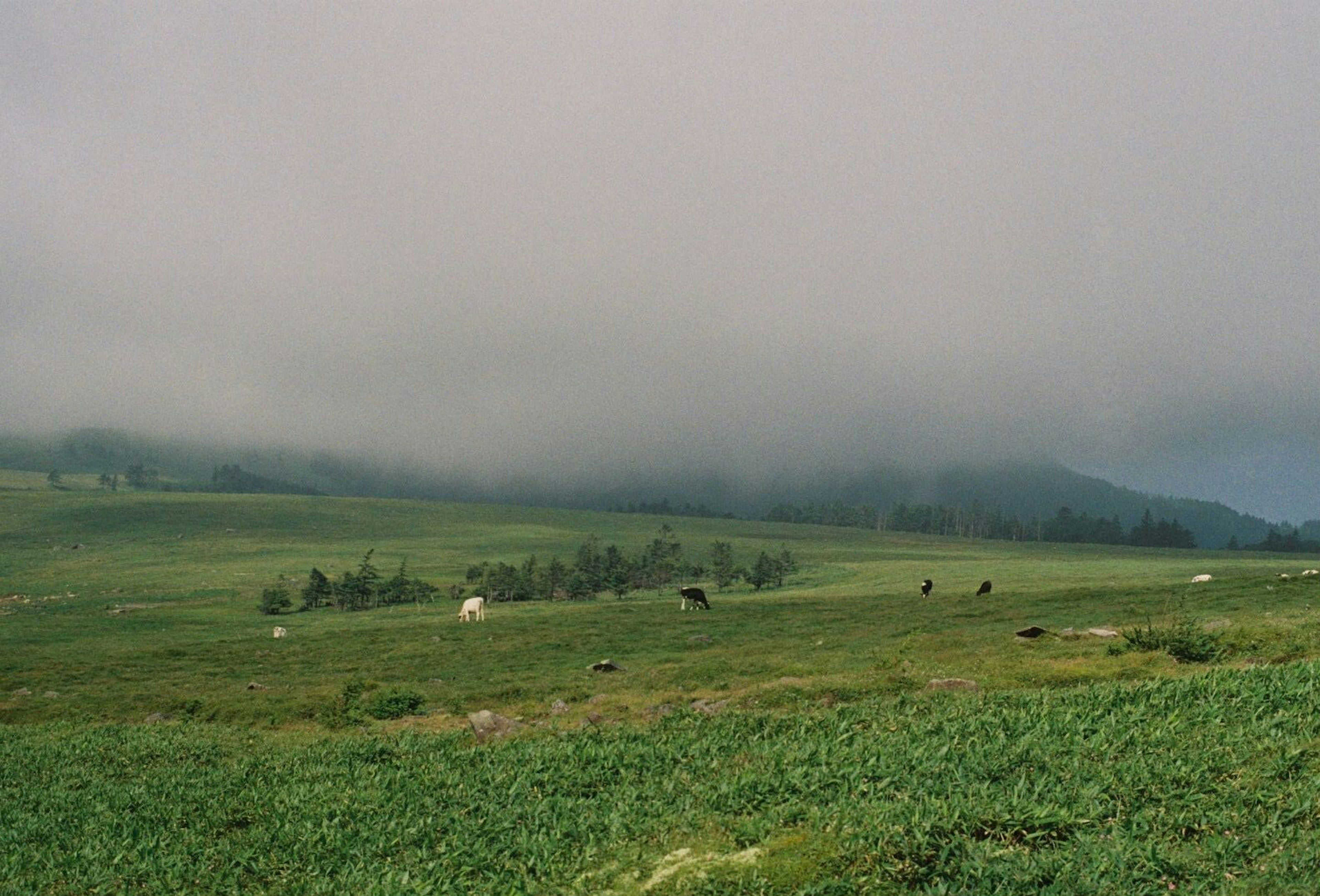 Fog enveloping green pastures with distant mountains