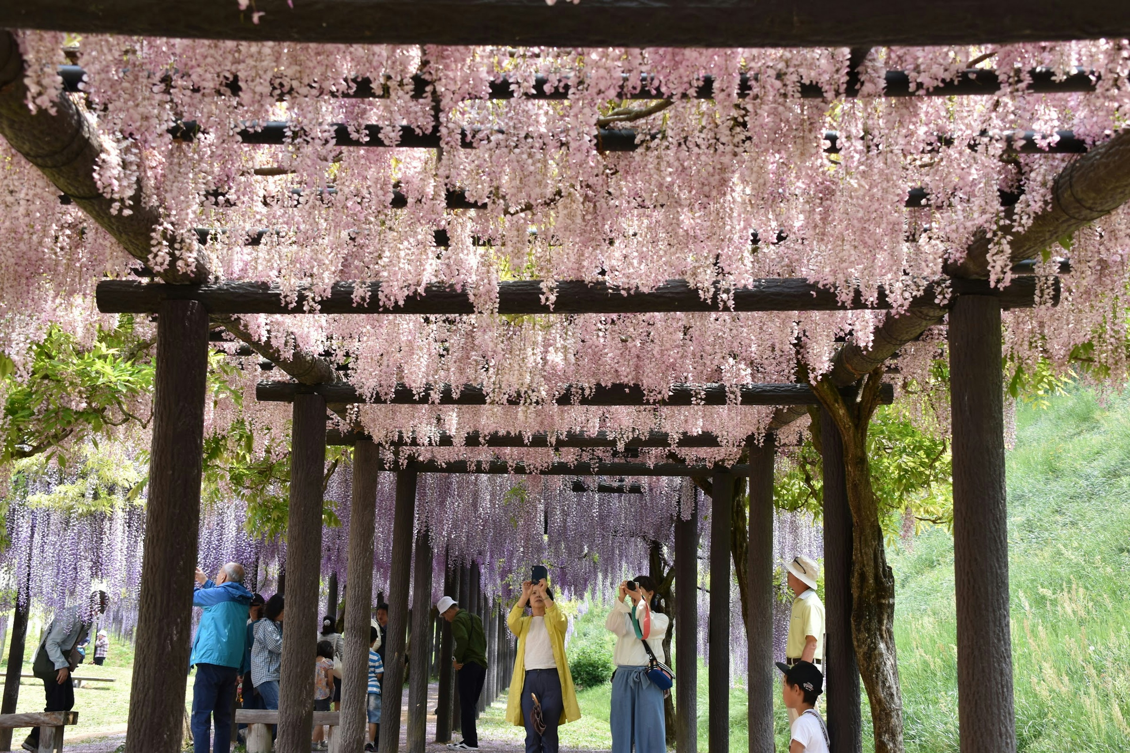 Visitantes caminando a través de un túnel de glicinas adornado con flores moradas, paisaje natural