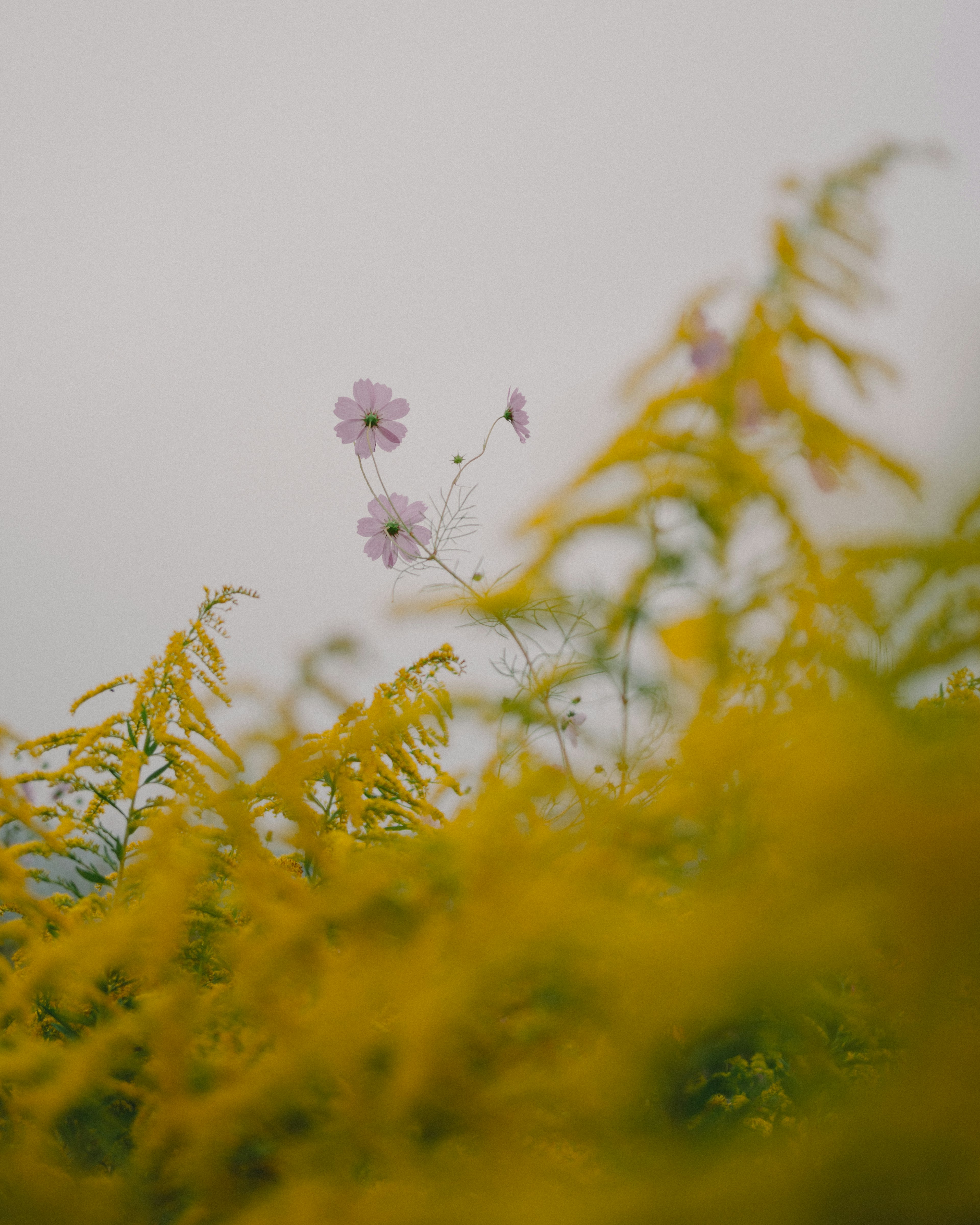 A delicate purple flower surrounded by vibrant yellow flowers in a soft-focus background