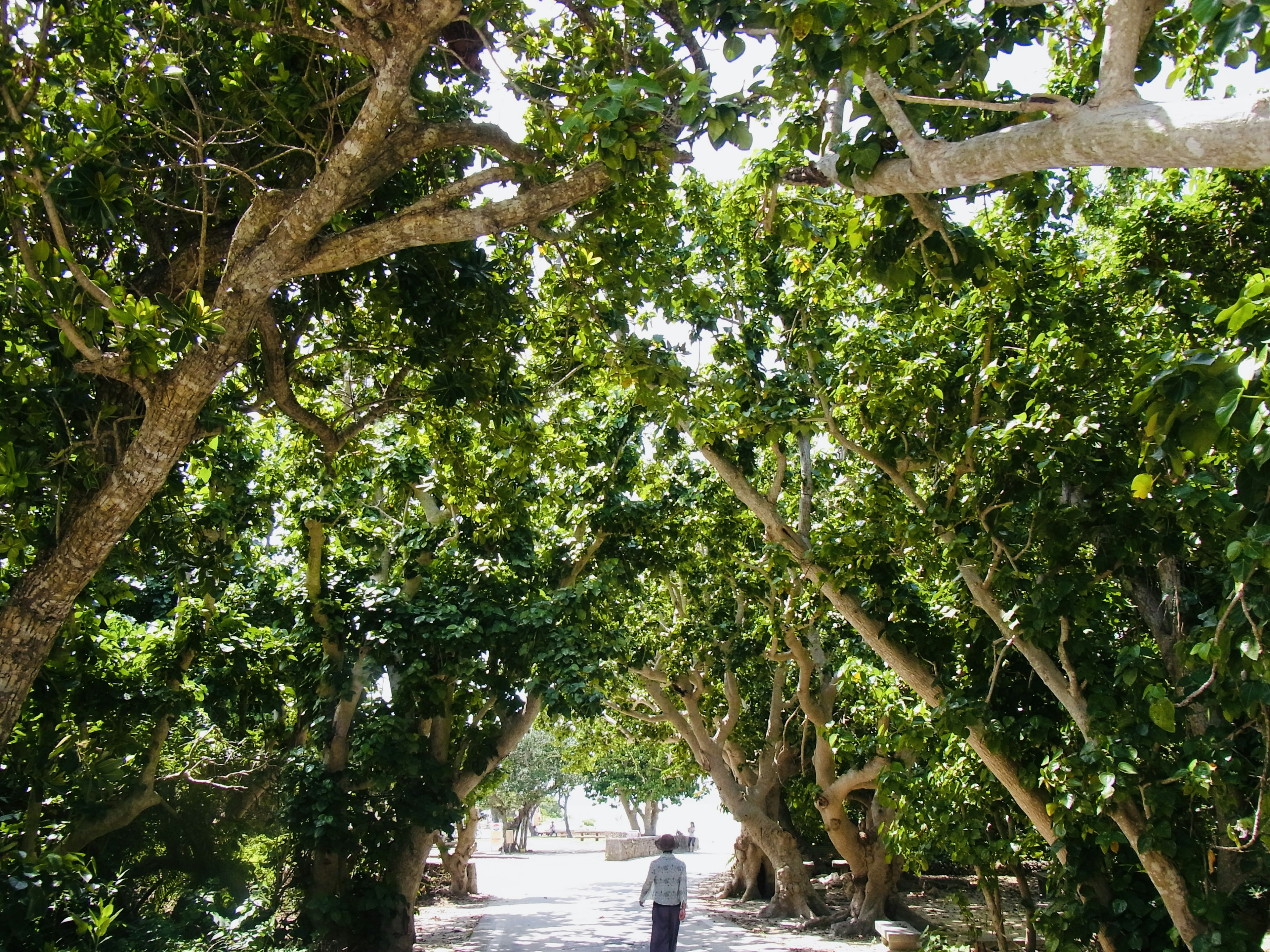 A person walking along a path surrounded by lush green trees