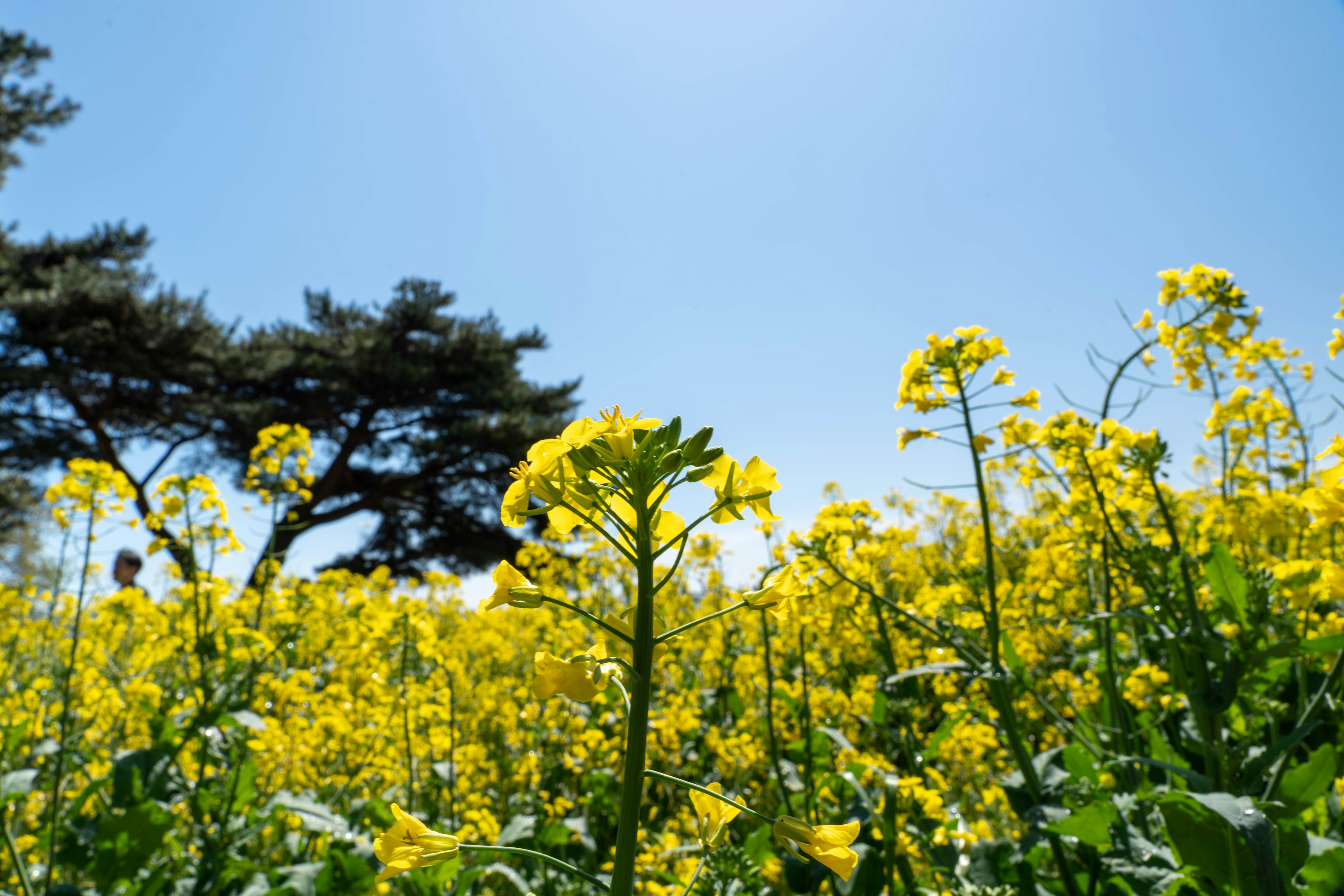 Yellow flower field under a blue sky with a tree