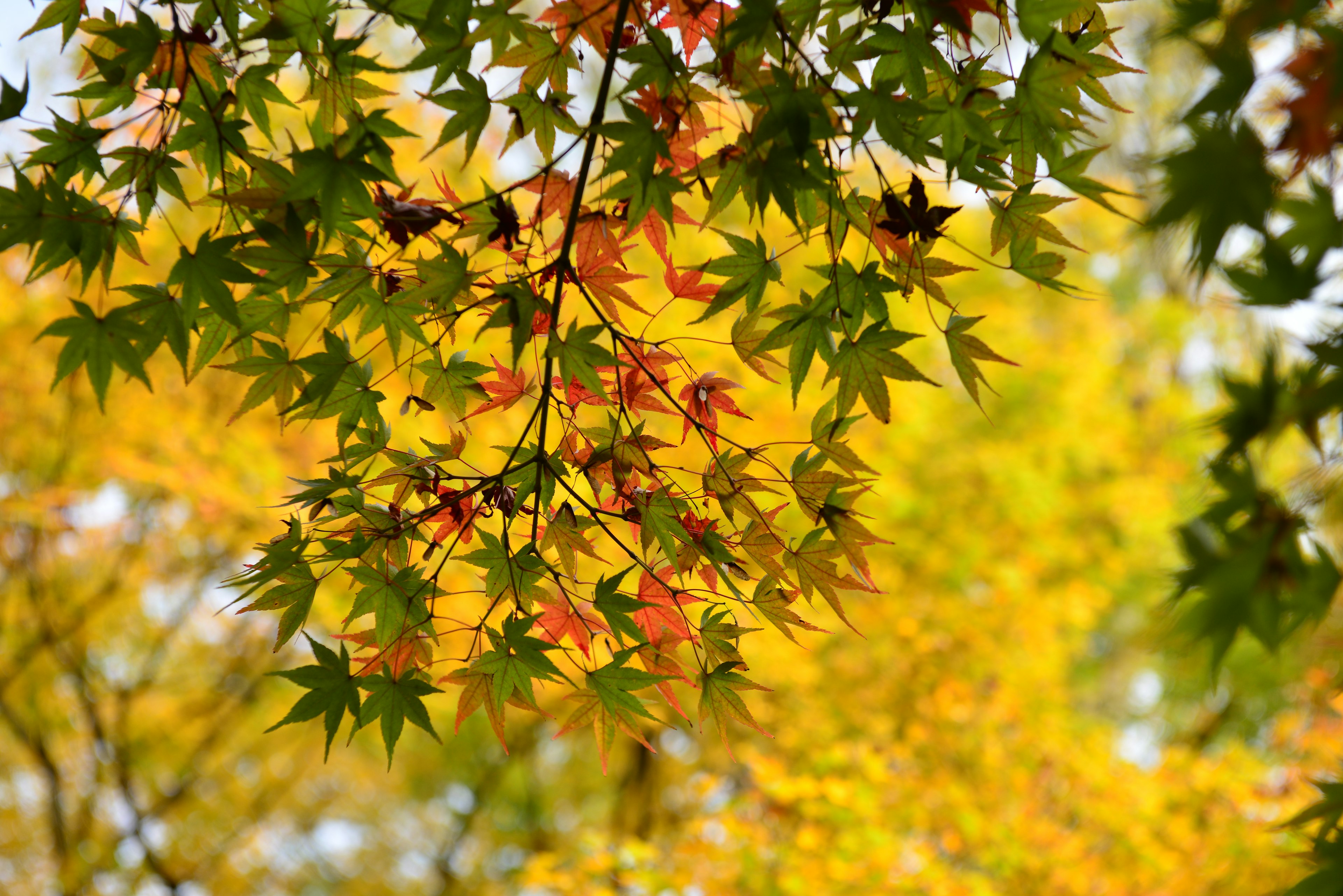 Daun maple berwarna-warni yang diterangi oleh cahaya musim gugur