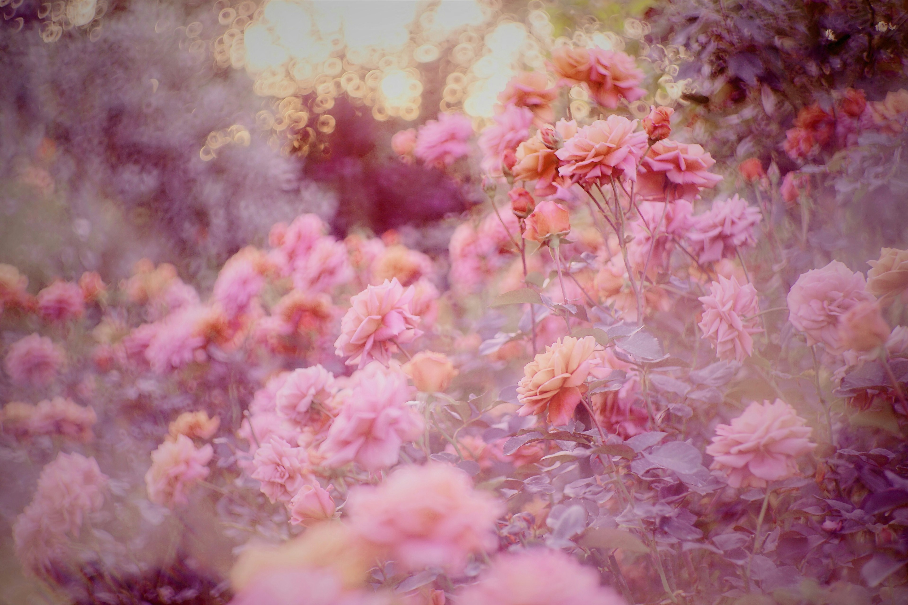 Una bella scena di giardino piena di fiori rosa in fiore