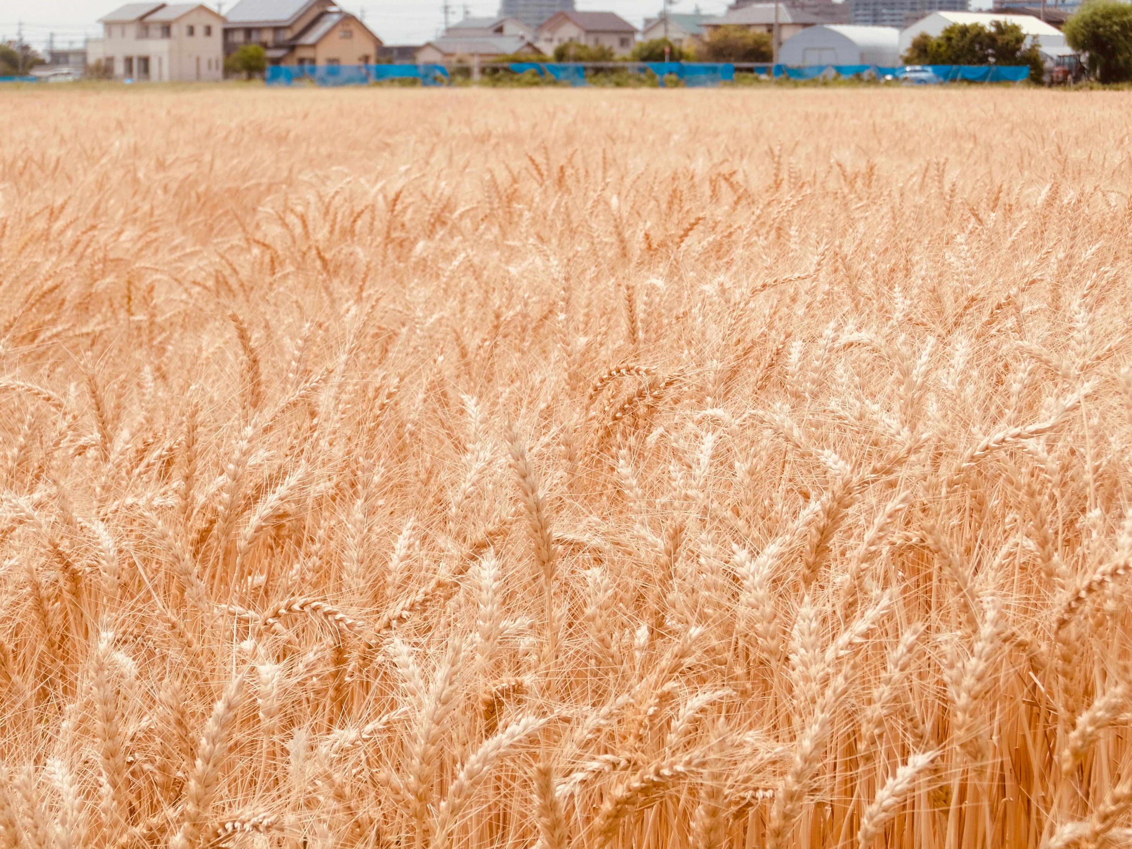 Campo de trigo dorado con casas al fondo