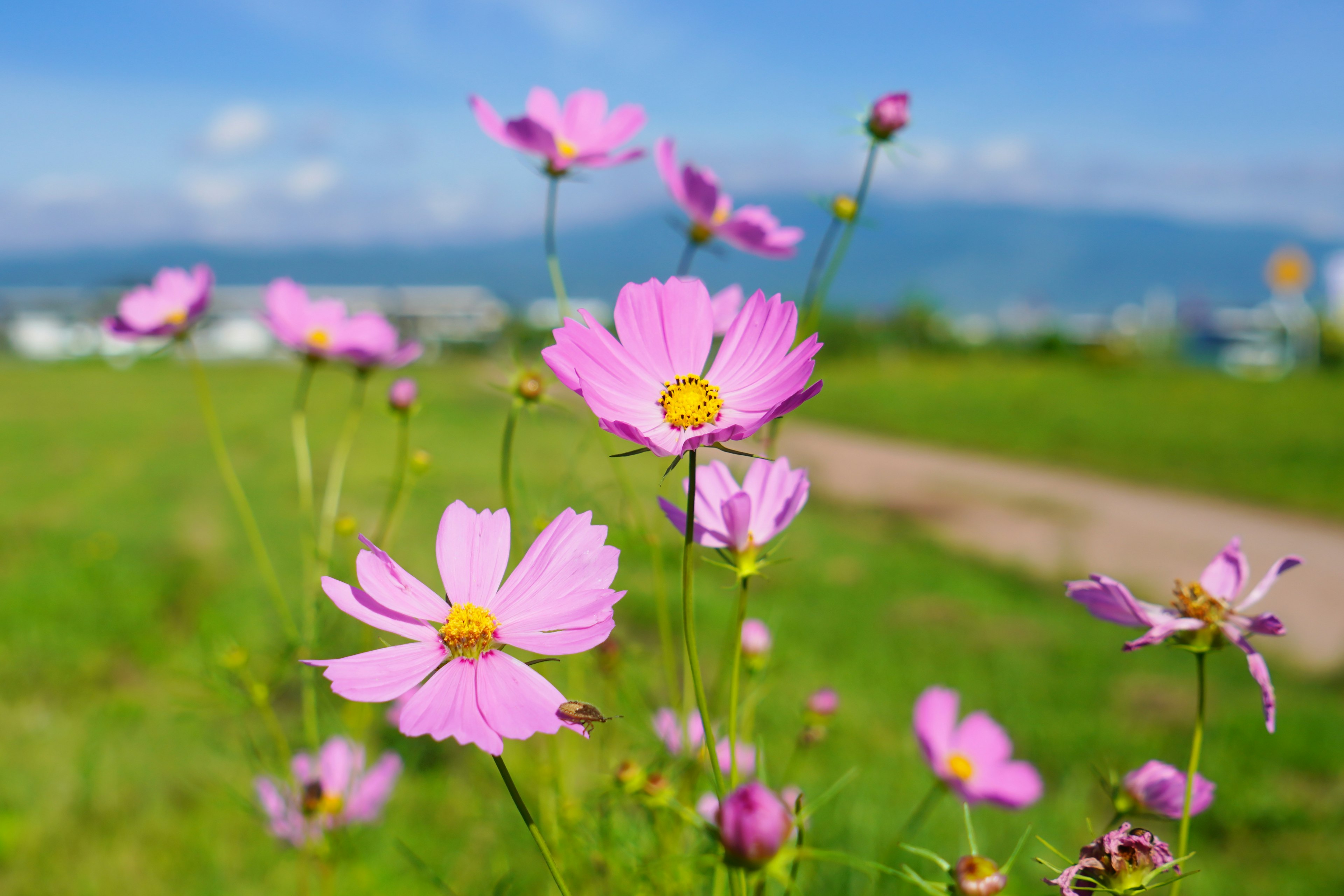 青空の下に咲くピンクのコスモスの花々