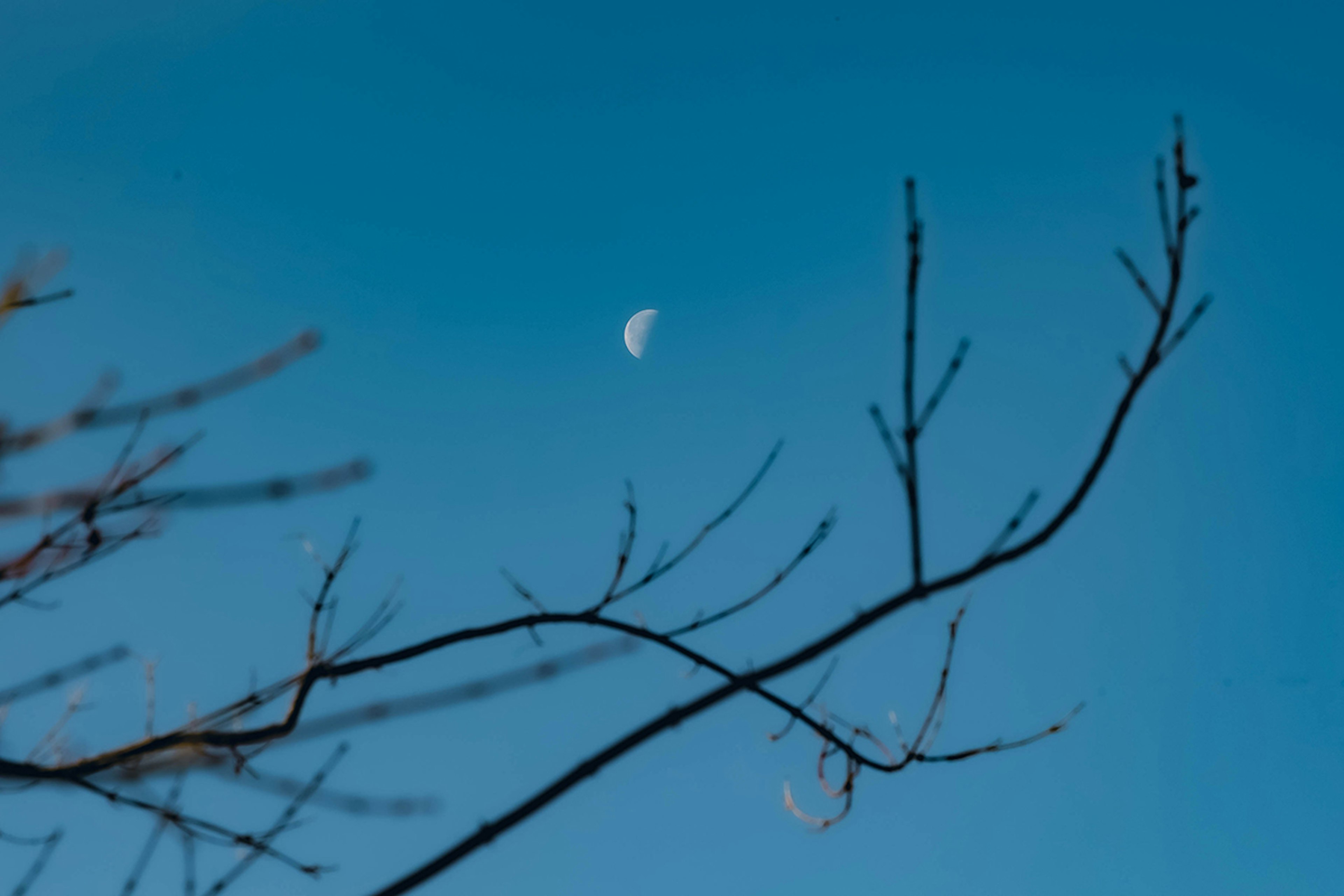 Half moon visible in a blue sky with thin tree branches