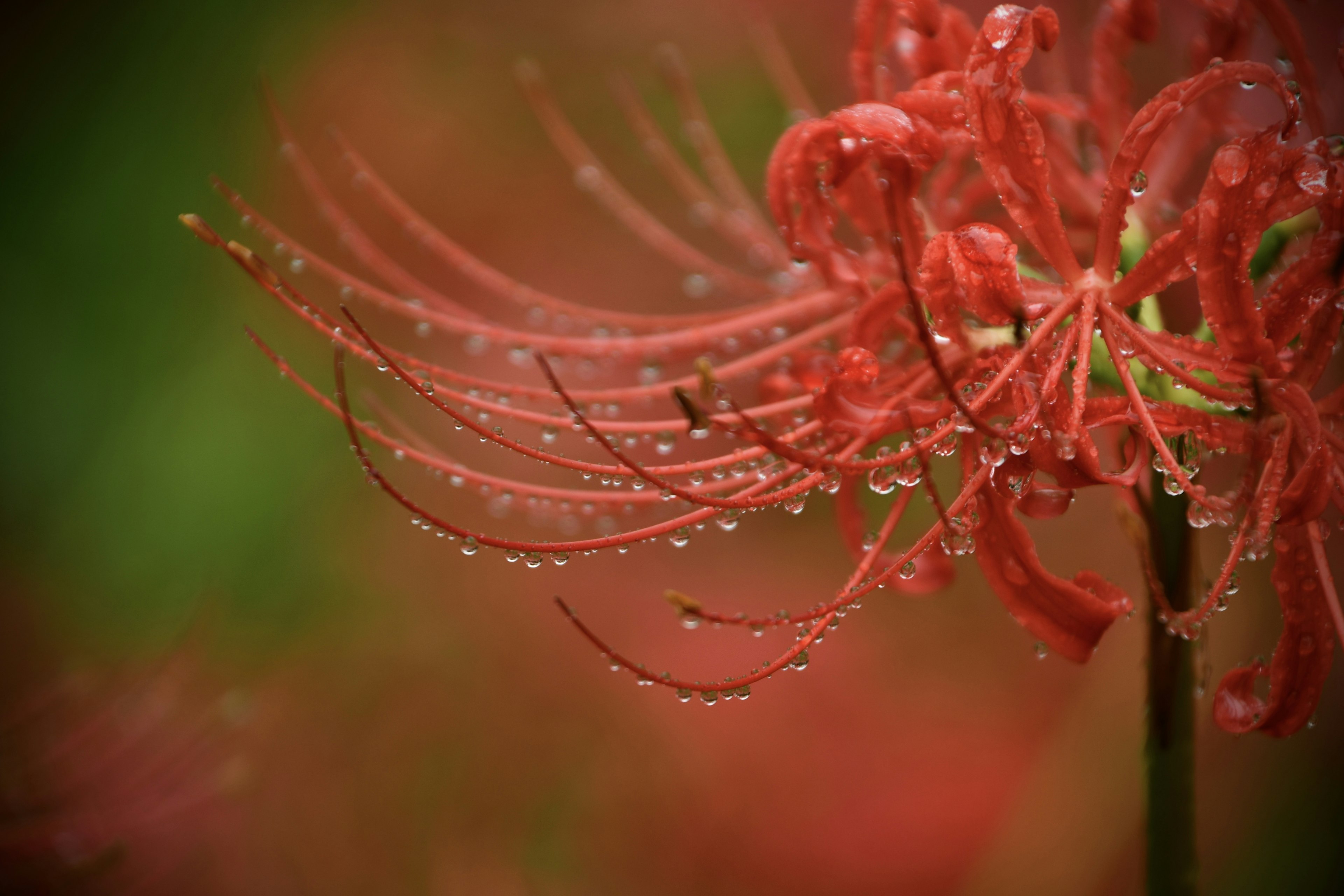 红色蜘蛛百合的特写，花瓣上有水滴