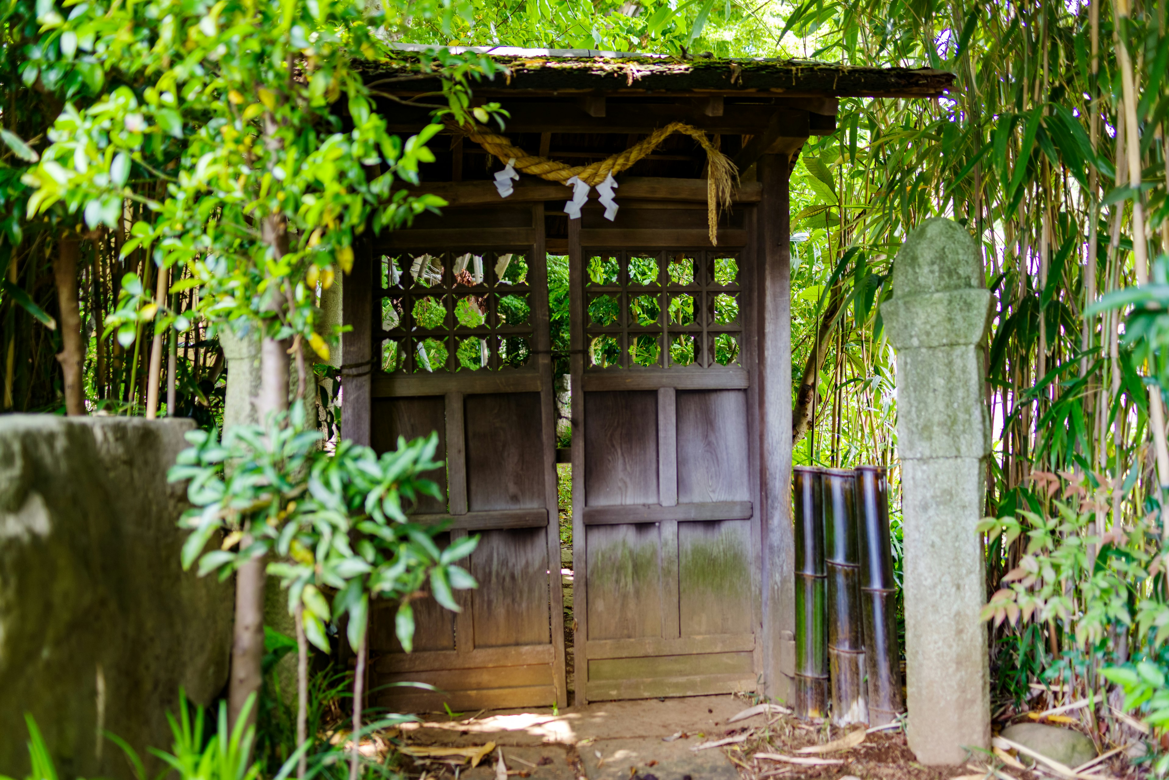 Pintu kayu tua dikelilingi oleh bambu dan tanaman hijau