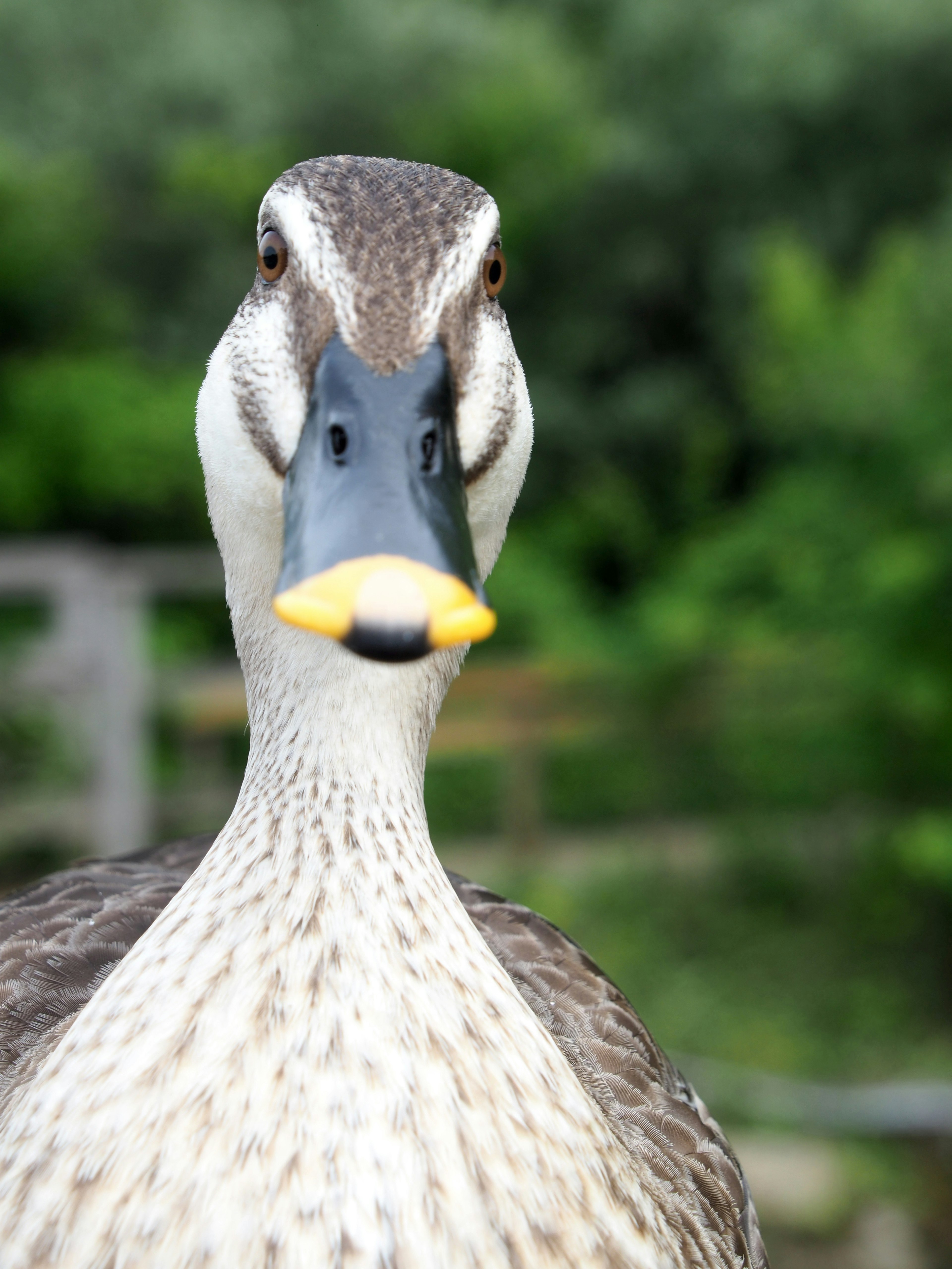 Gros plan sur le visage d'un canard faisant face à l'objectif avec un arrière-plan vert flou