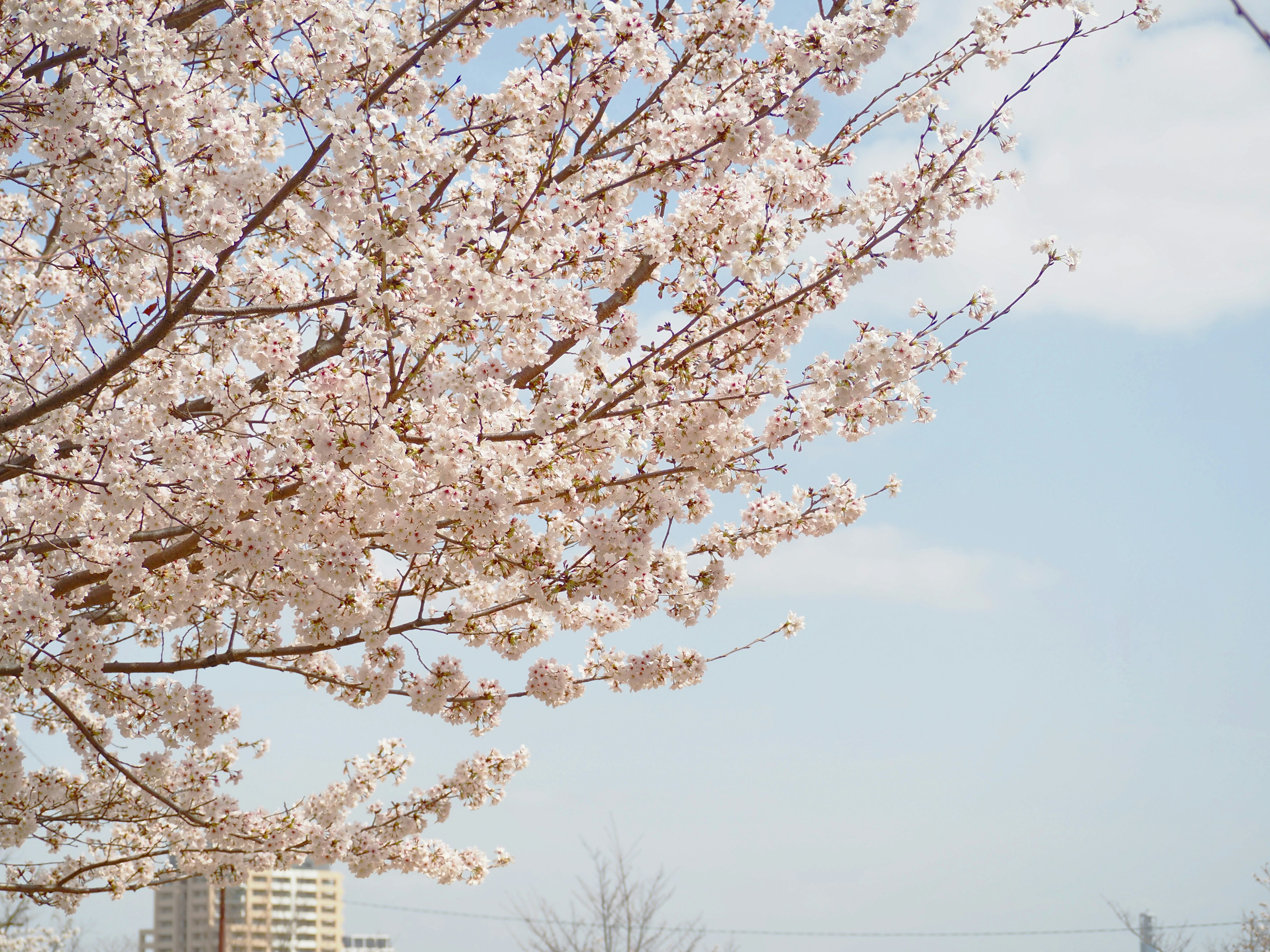 Cherry blossom tree with pink flowers against a blue sky