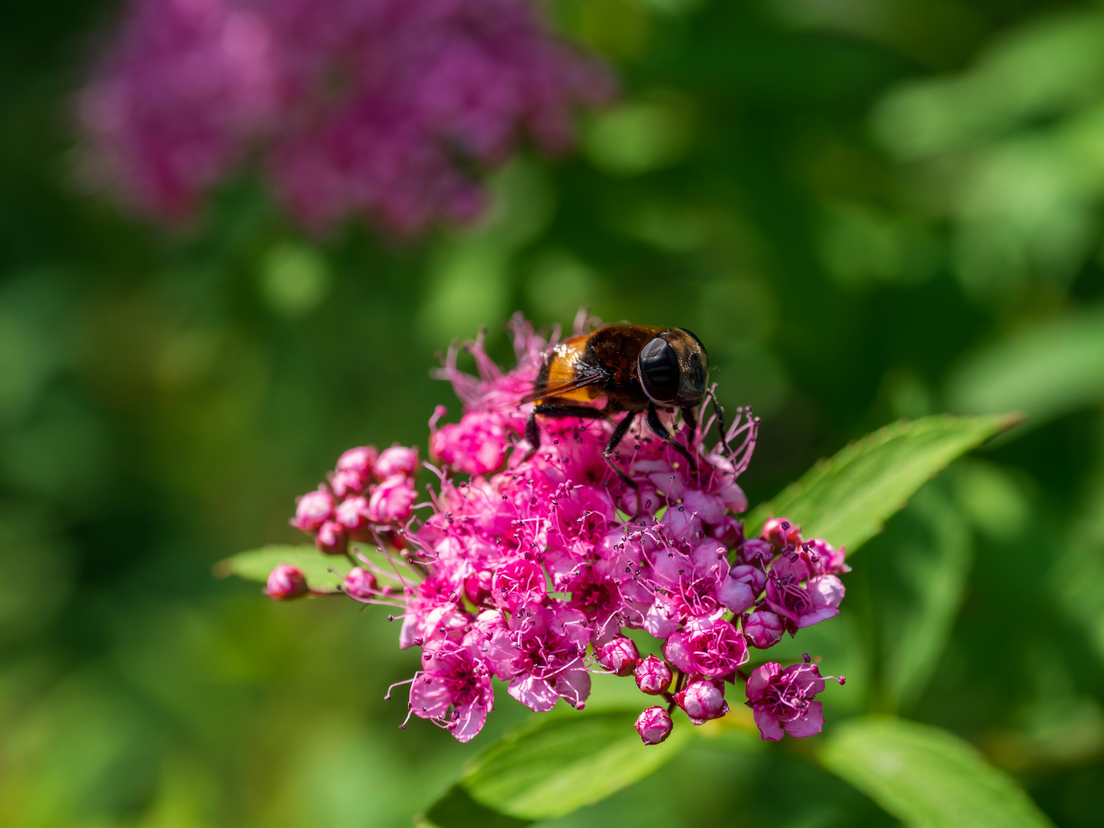 ピンクの花に止まる蜂のクローズアップ写真