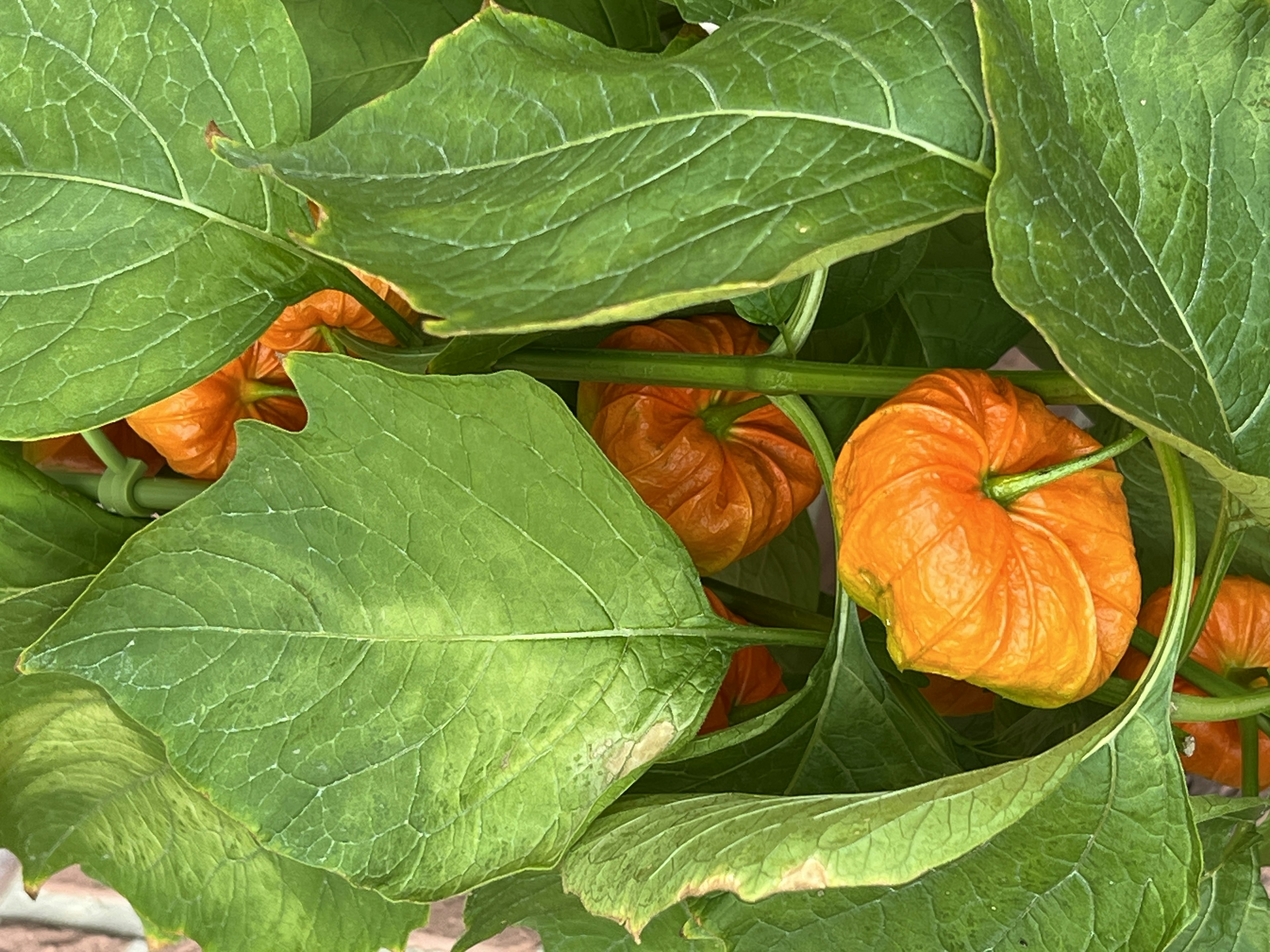 Orange Früchte zwischen grünen Blättern versteckt, die ihre einzigartige Form zeigen