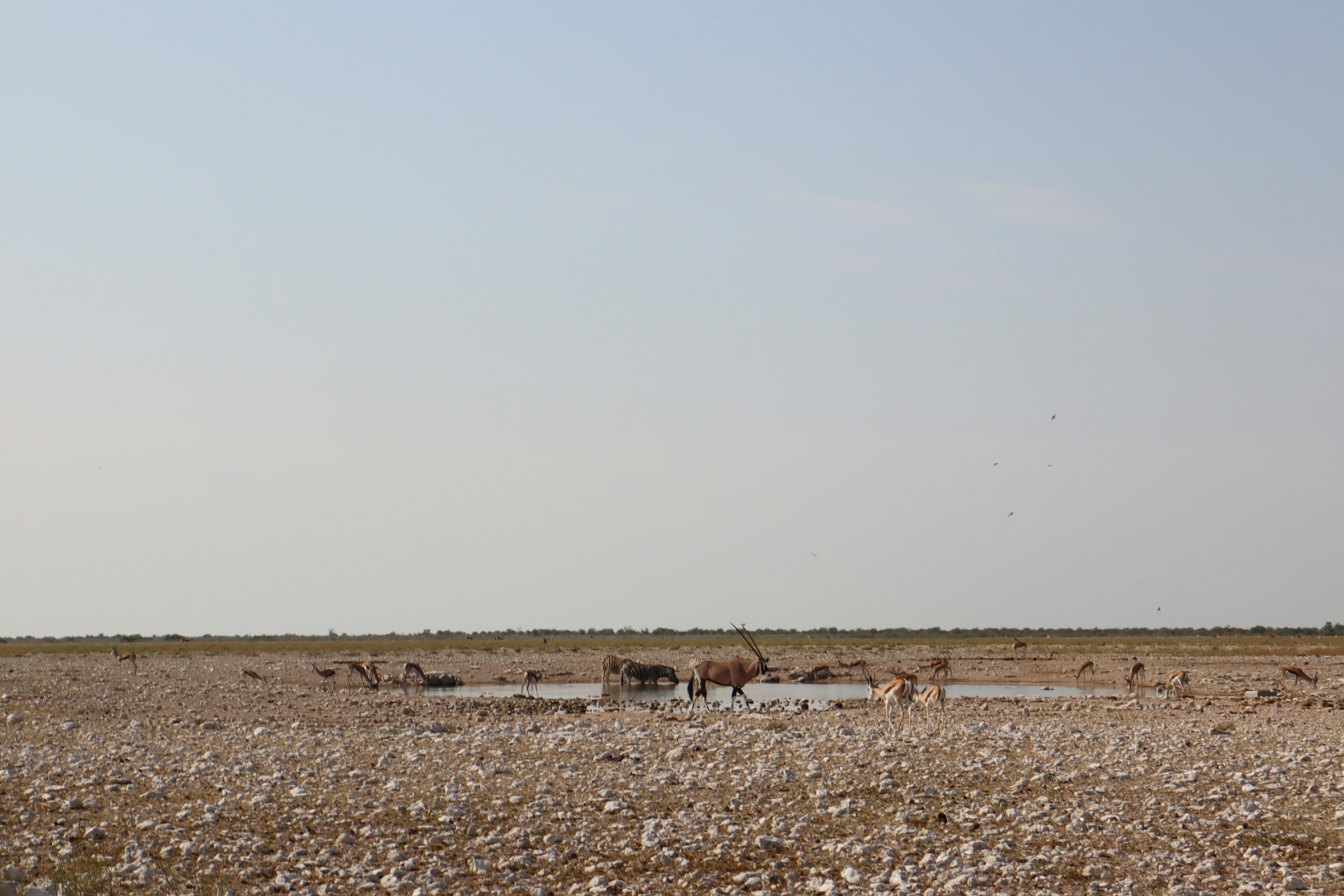 Vast dry landscape with a water pool and animals gathering around