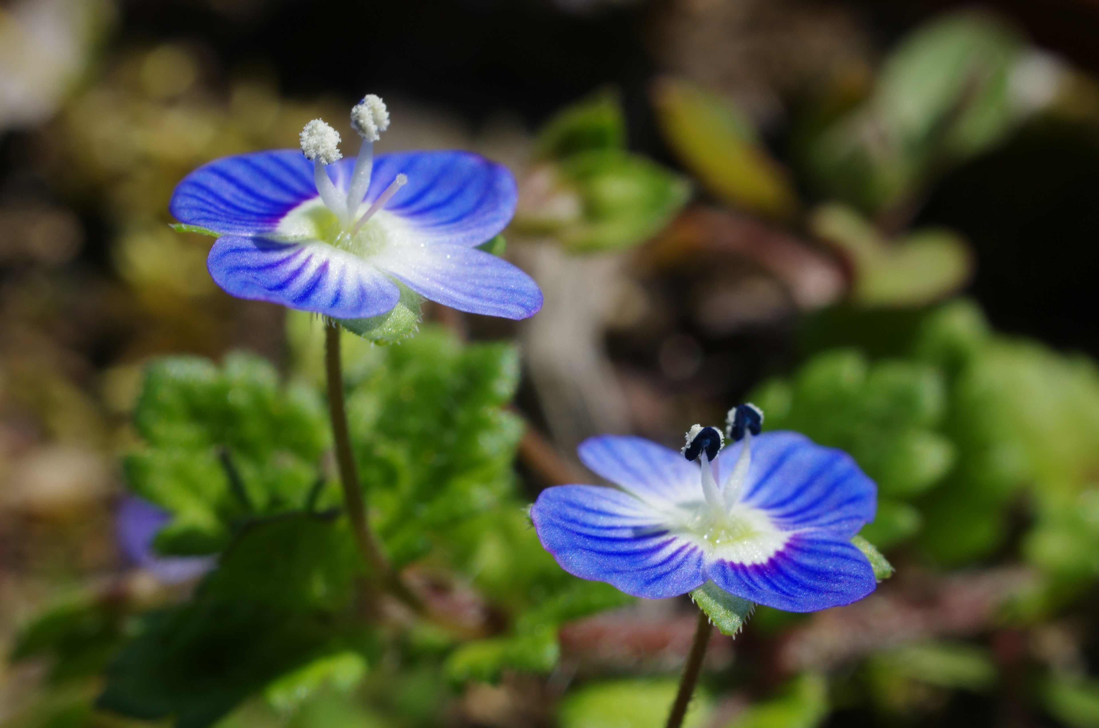 Scene featuring blue flowers amidst green leaves