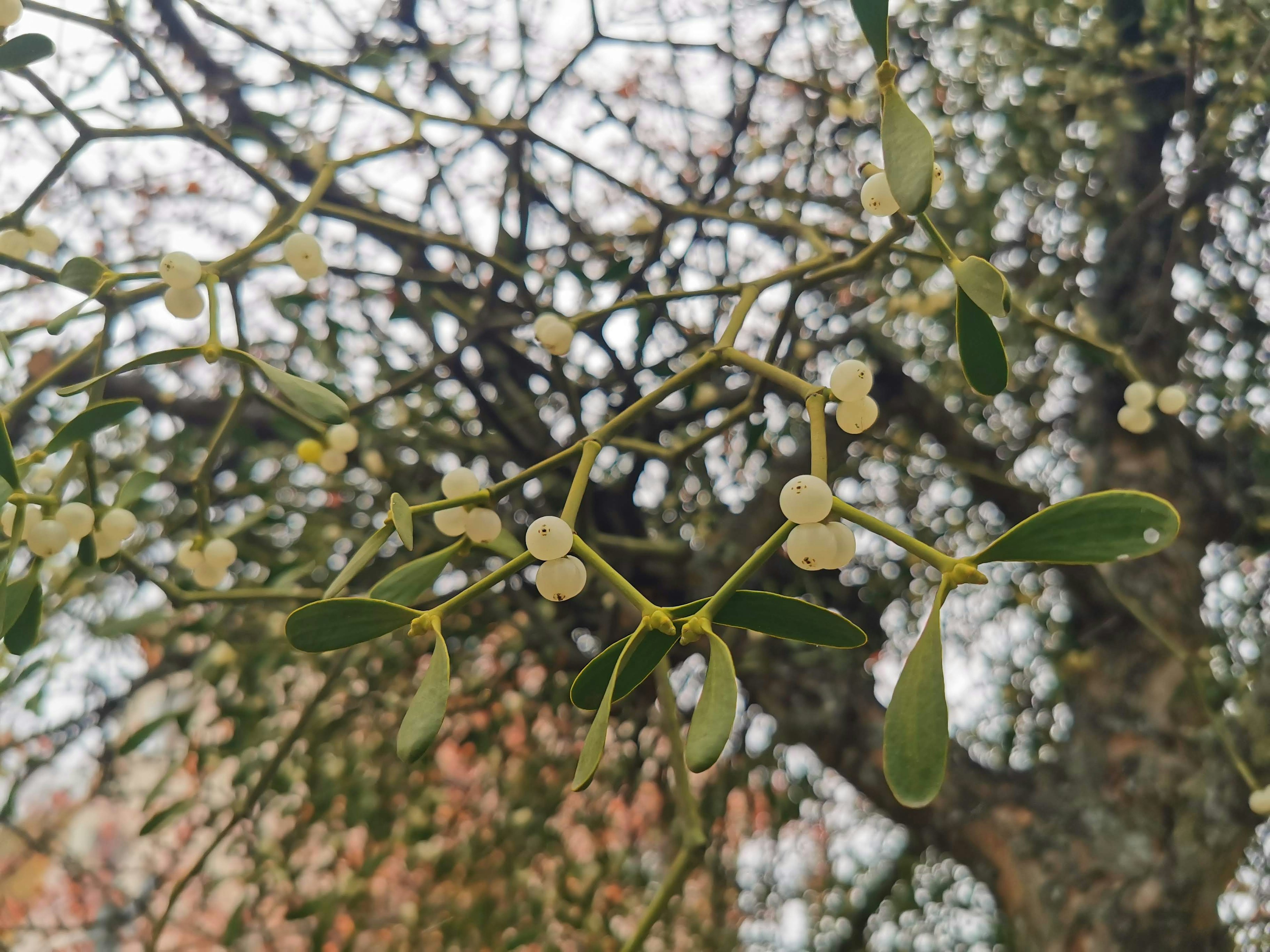 Ramas de muérdago con bayas blancas y hojas verdes