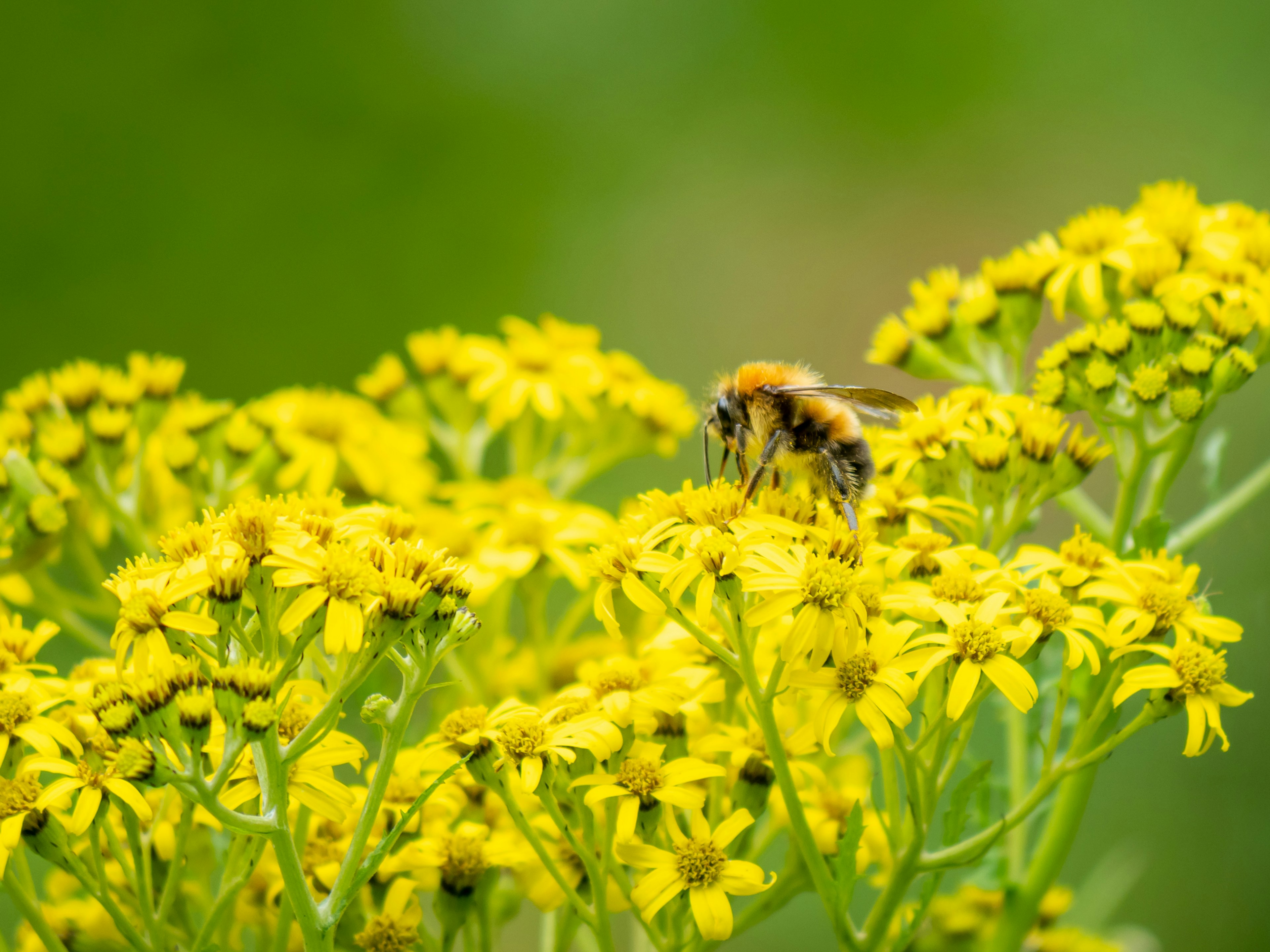 Primo piano di un'ape su fiori gialli