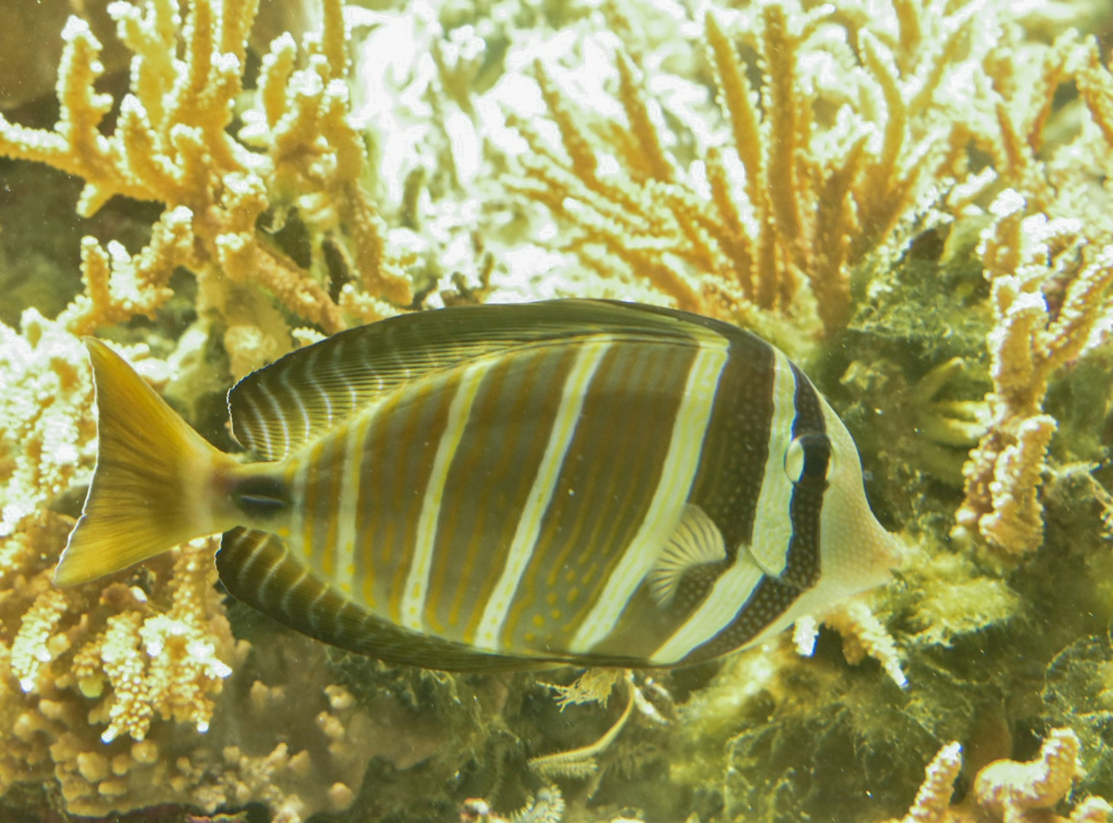 A striped fish swimming among coral