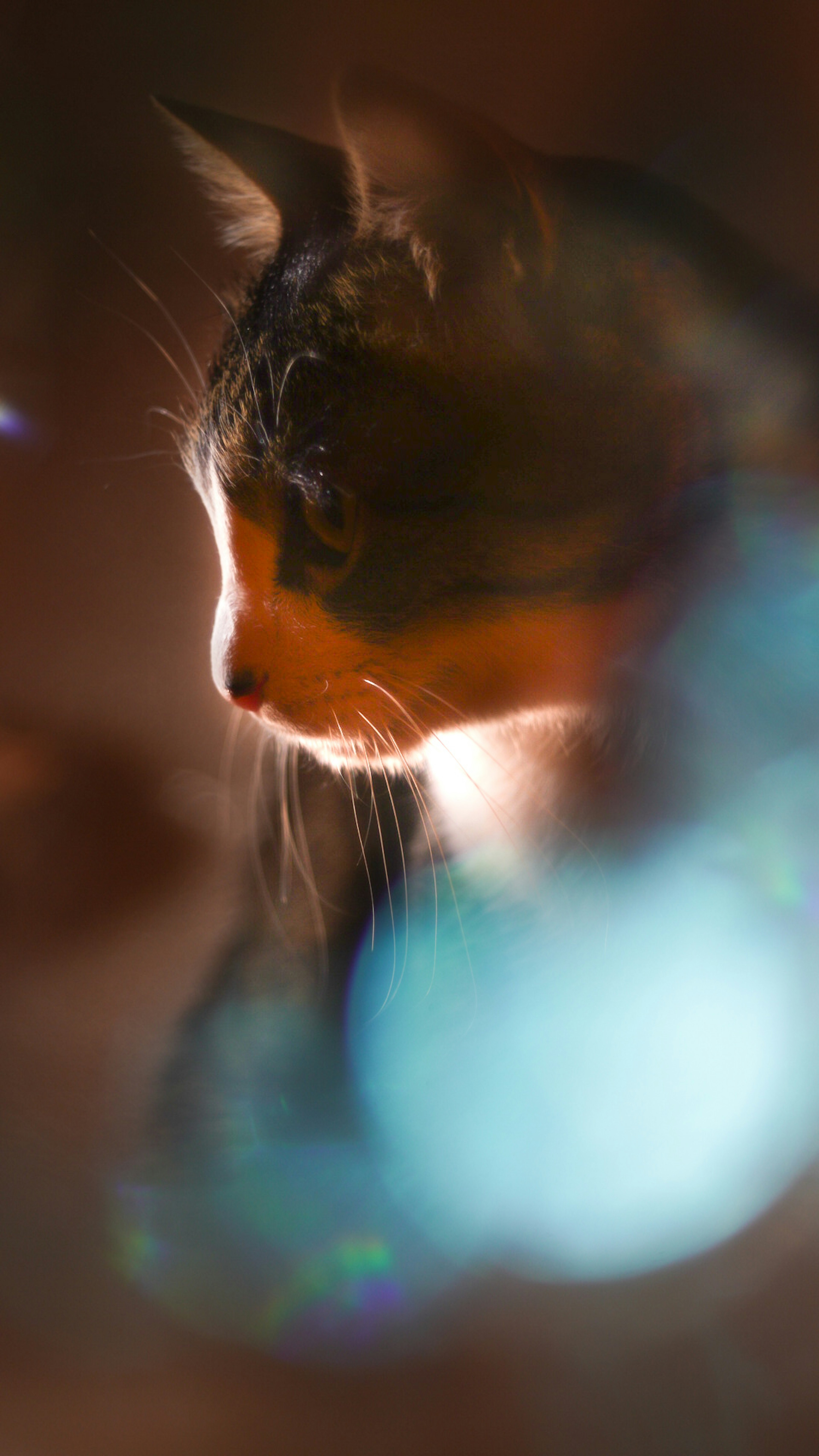 Silhouette of a cat's profile against a blurred background