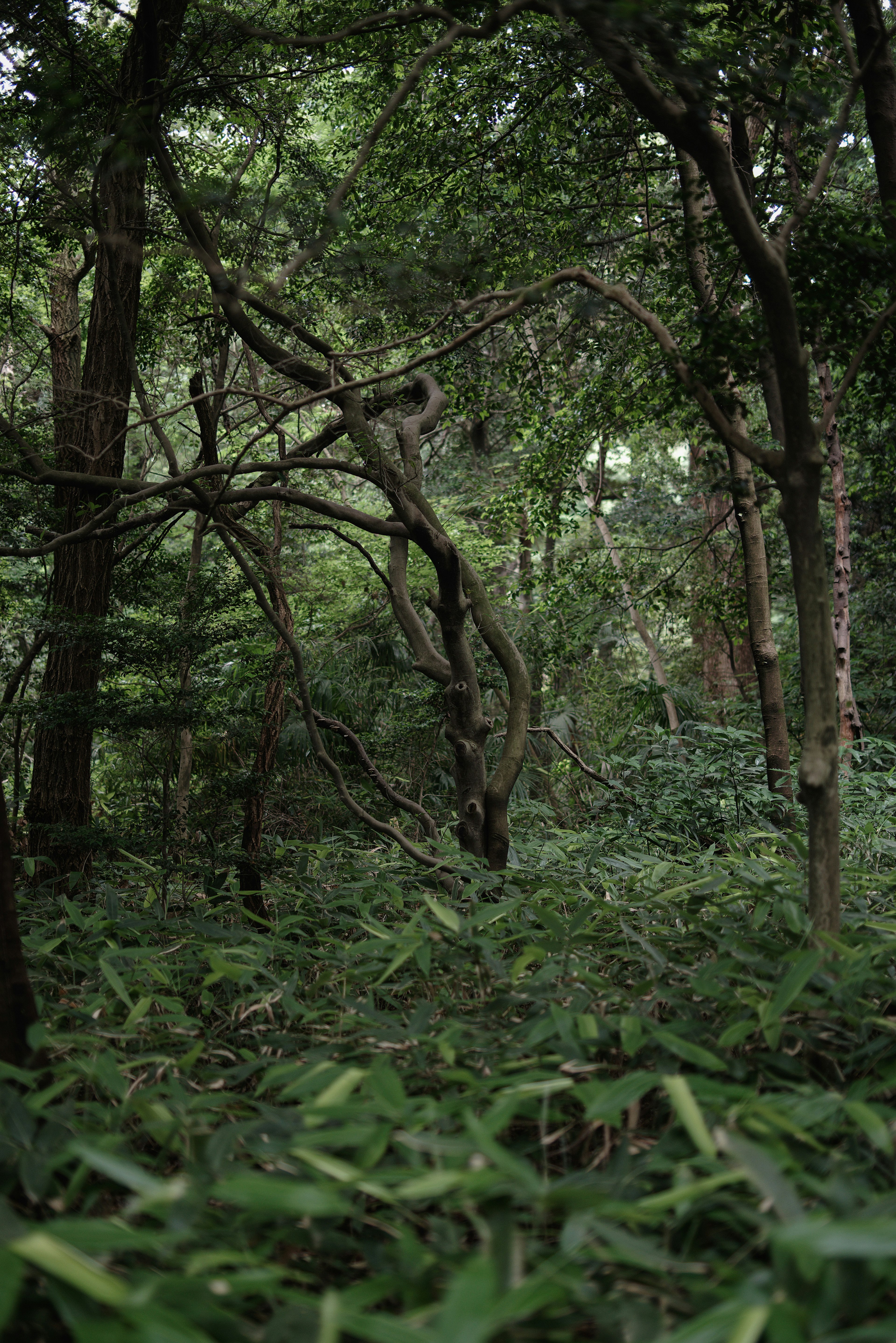 Üppige Waldlandschaft mit dichten Bäumen und niedriger Vegetation, die natürliche Ruhe zeigt