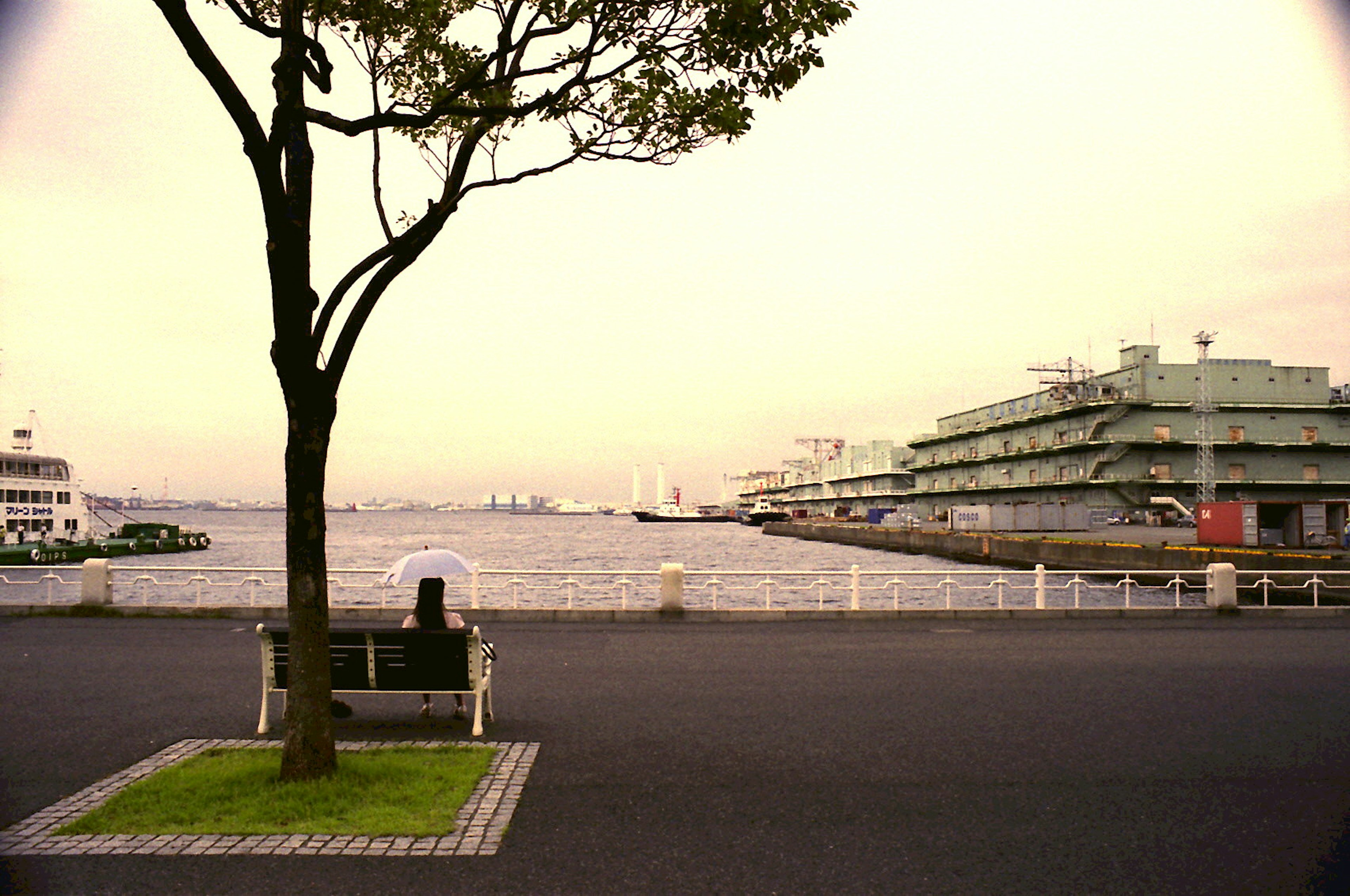 Silhouette of a tree and a bench near the waterfront