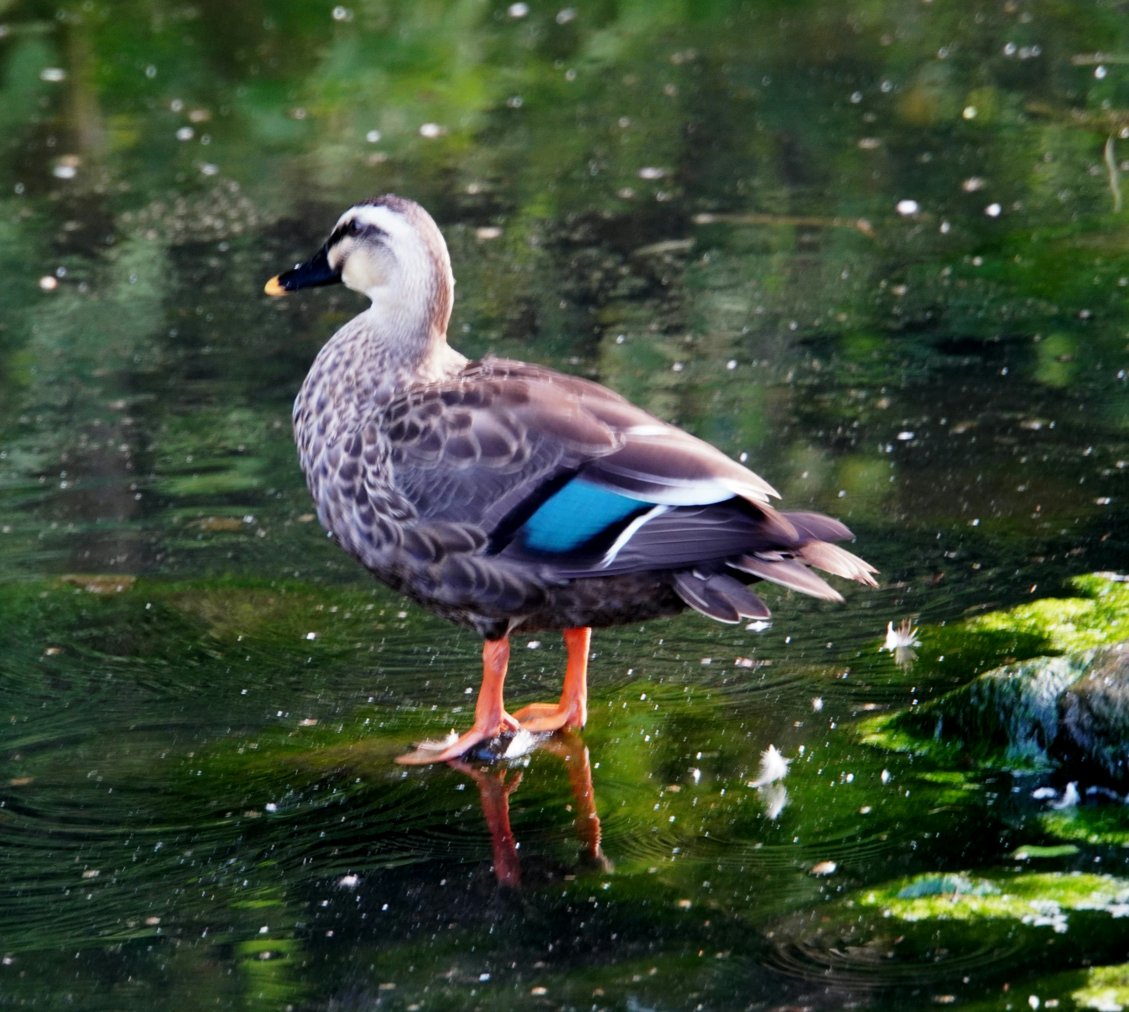 Eine Ente, die auf der Wasseroberfläche steht, mit blauen Flügeln und orangefarbenen Beinen