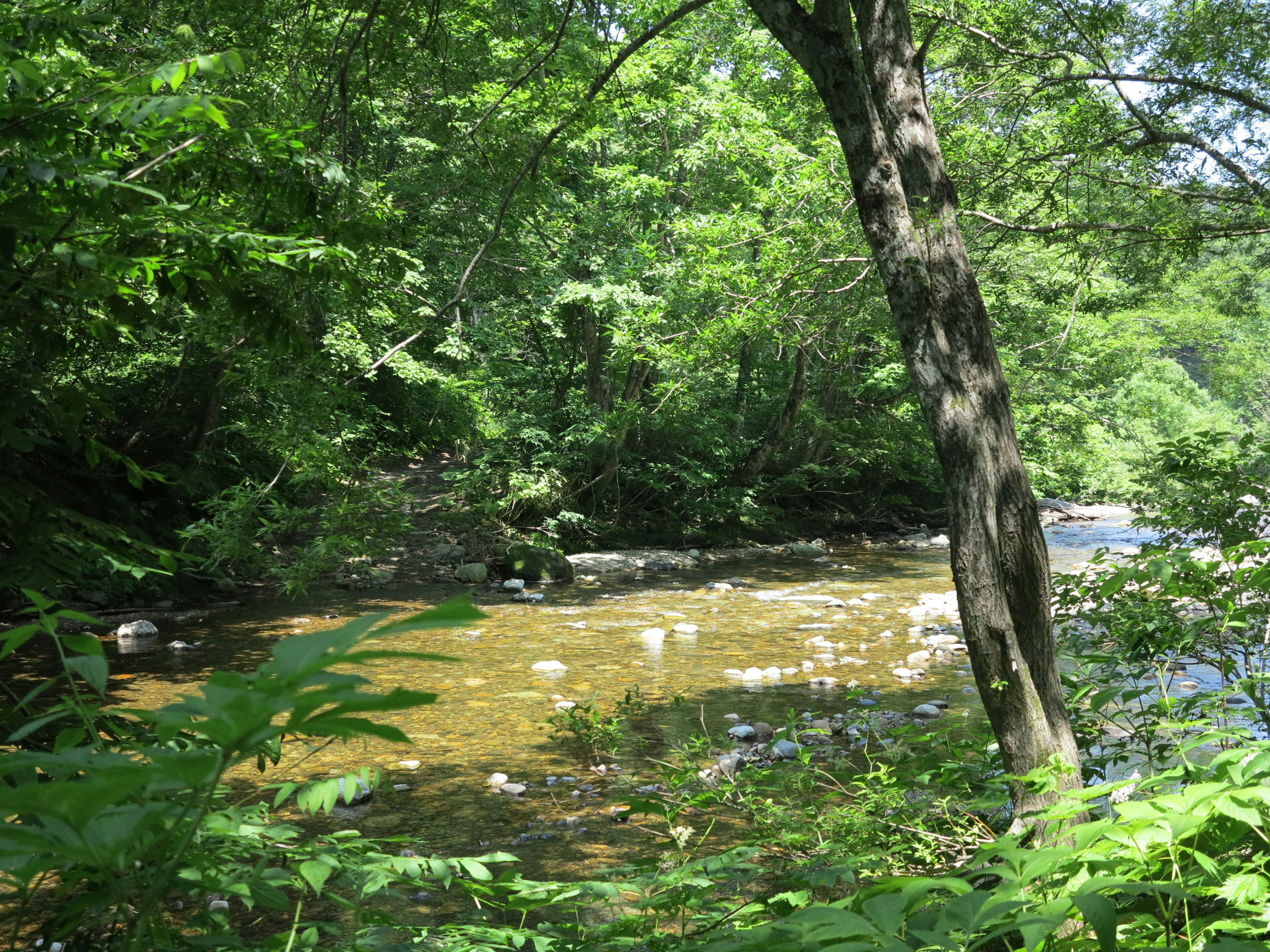 Scenic view of a river flowing through lush green forest