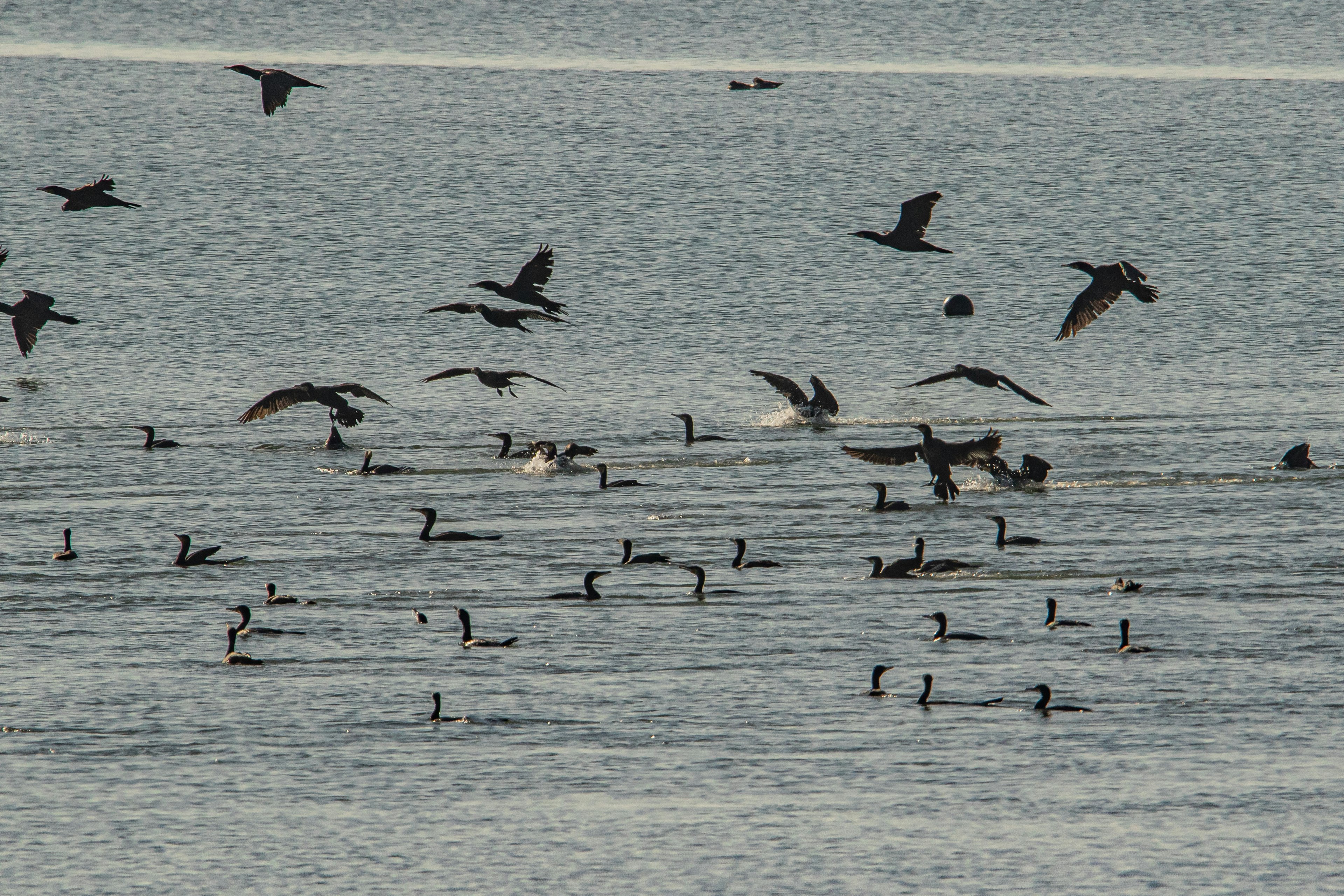 Birds flying over the water and groups of birds on the surface