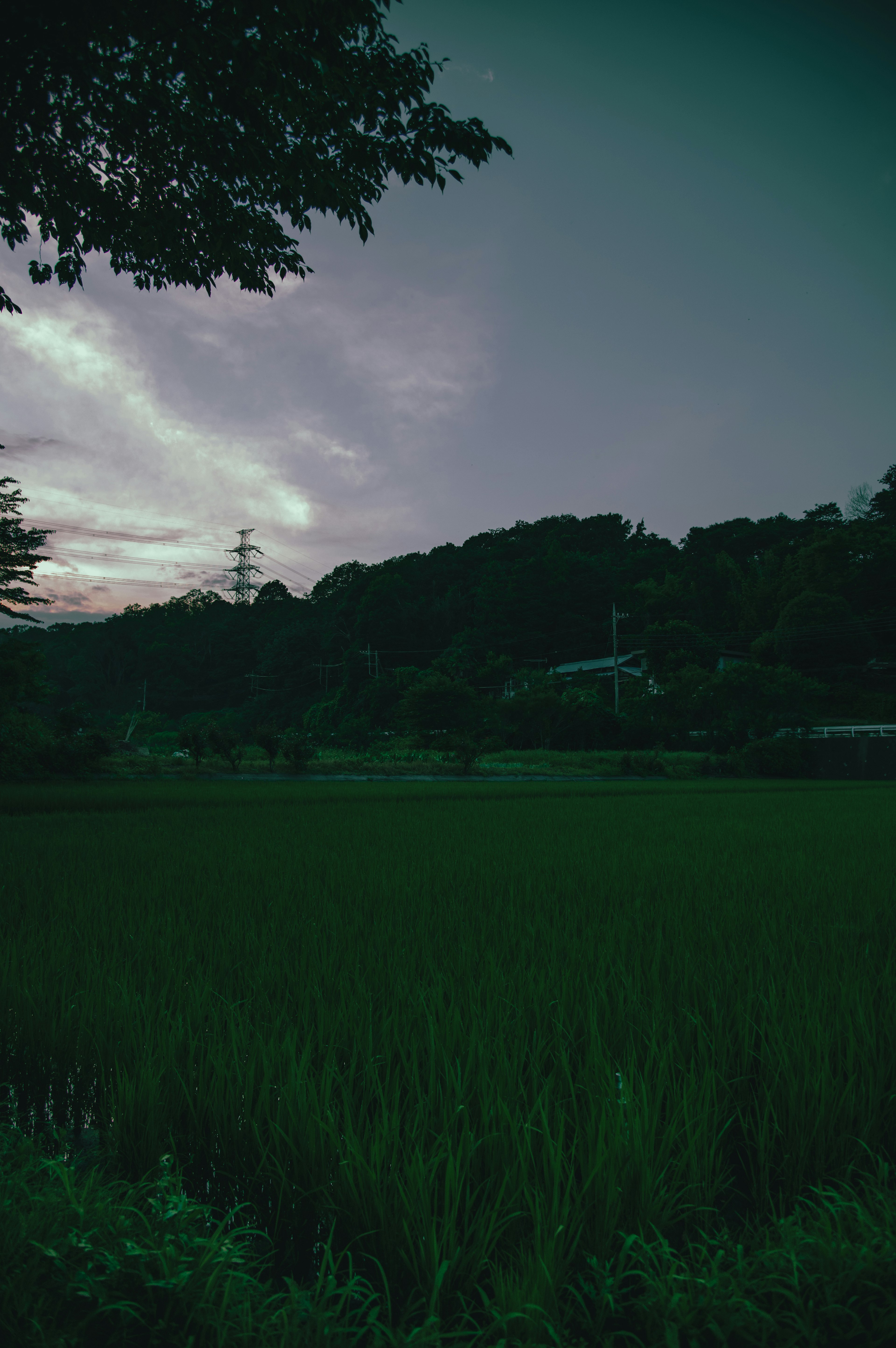 Pemandangan dengan sawah dan perbukitan di bawah langit senja