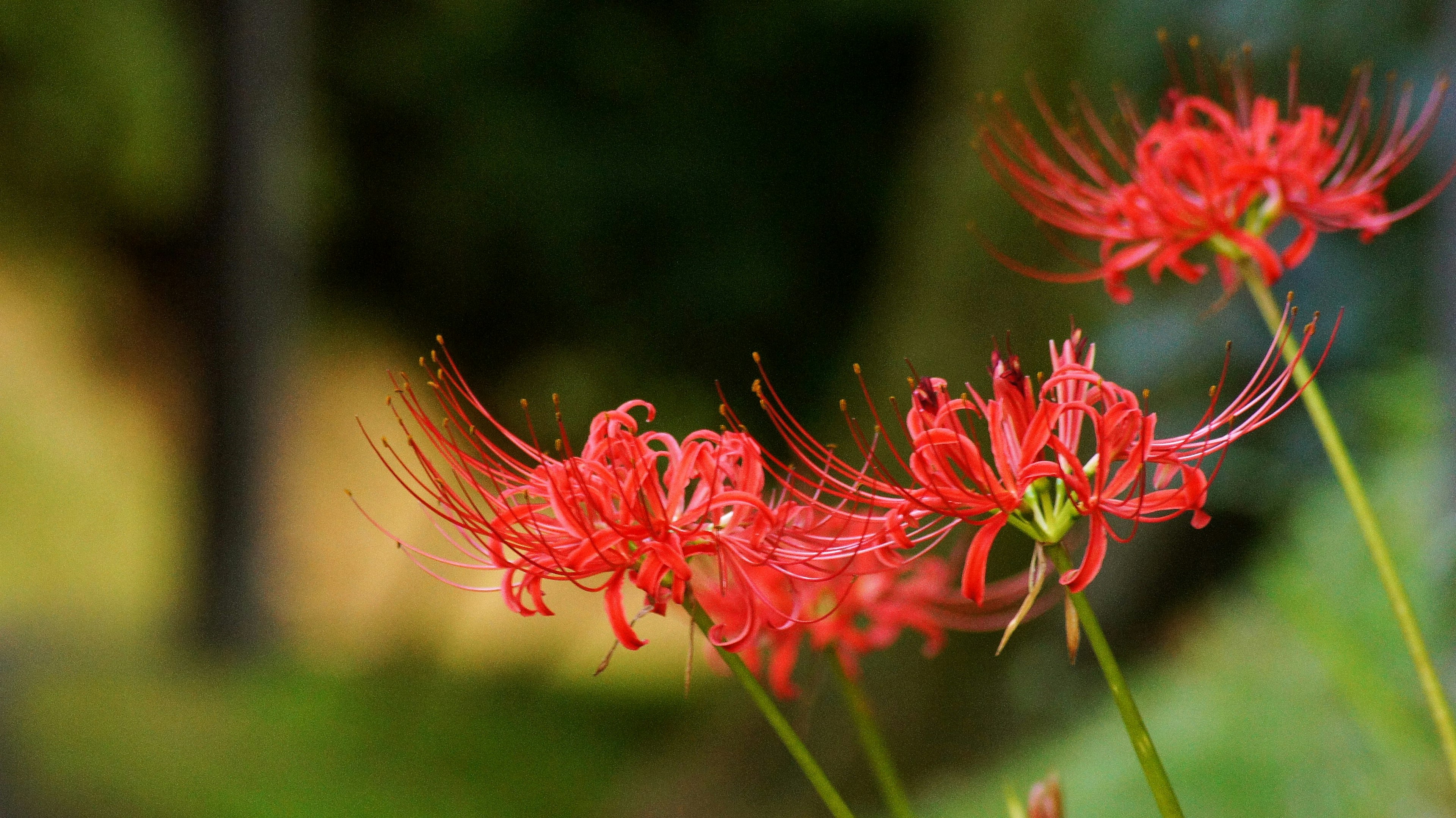 Vibrant red spider lilies blooming in a natural setting