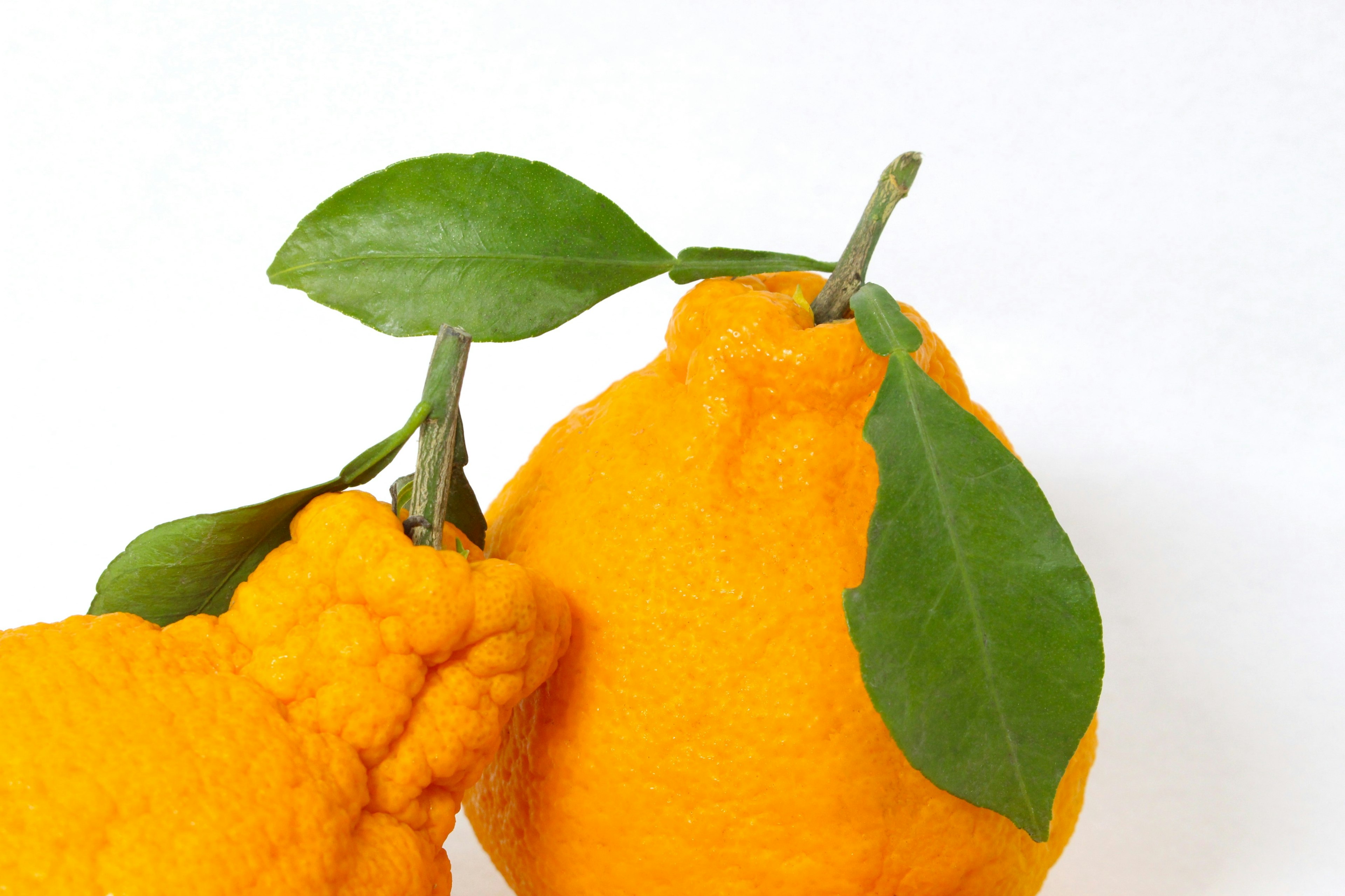 Fruta cítrica naranja única con hojas verdes y textura irregular