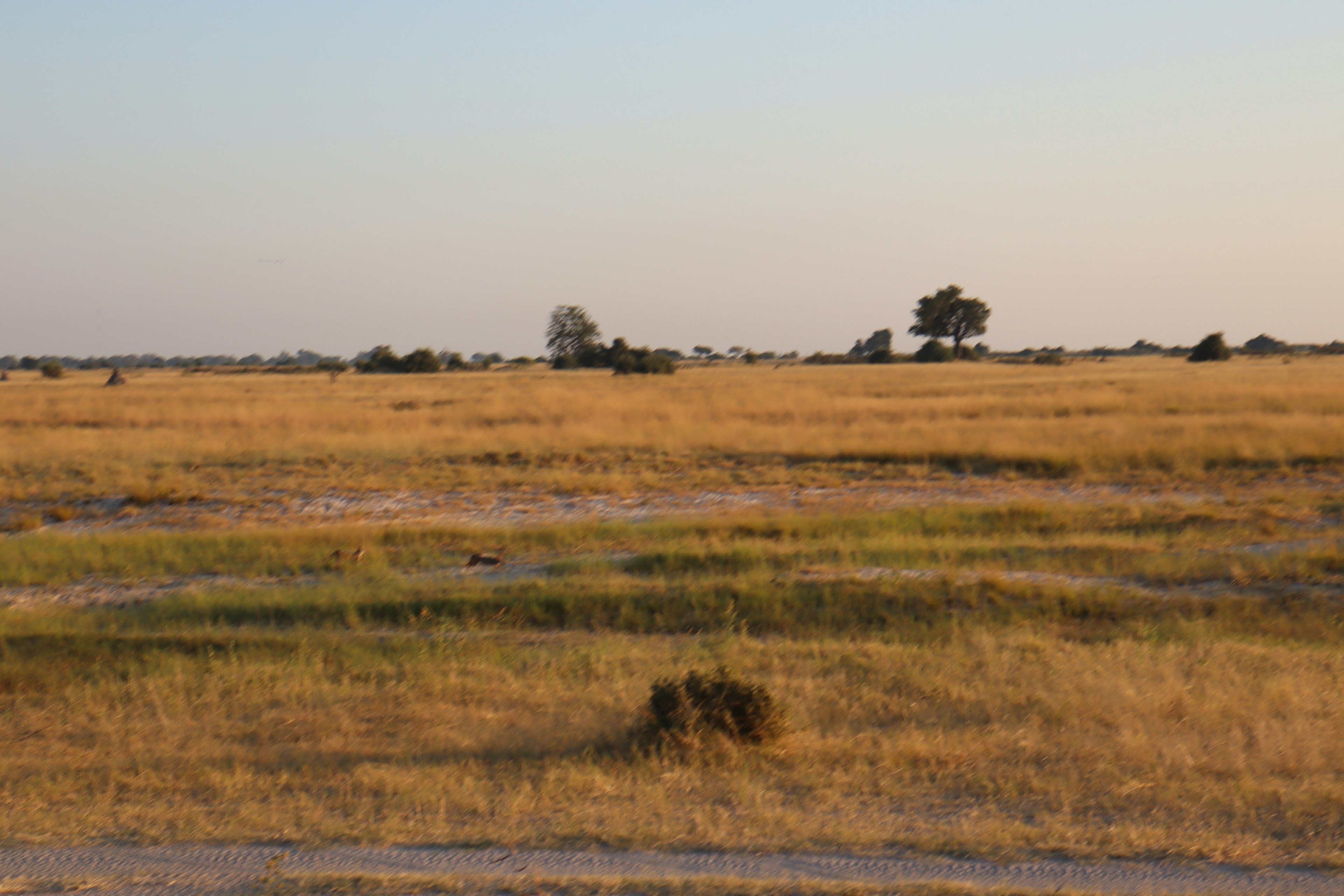 Expansive grassland with a few trees in the distance