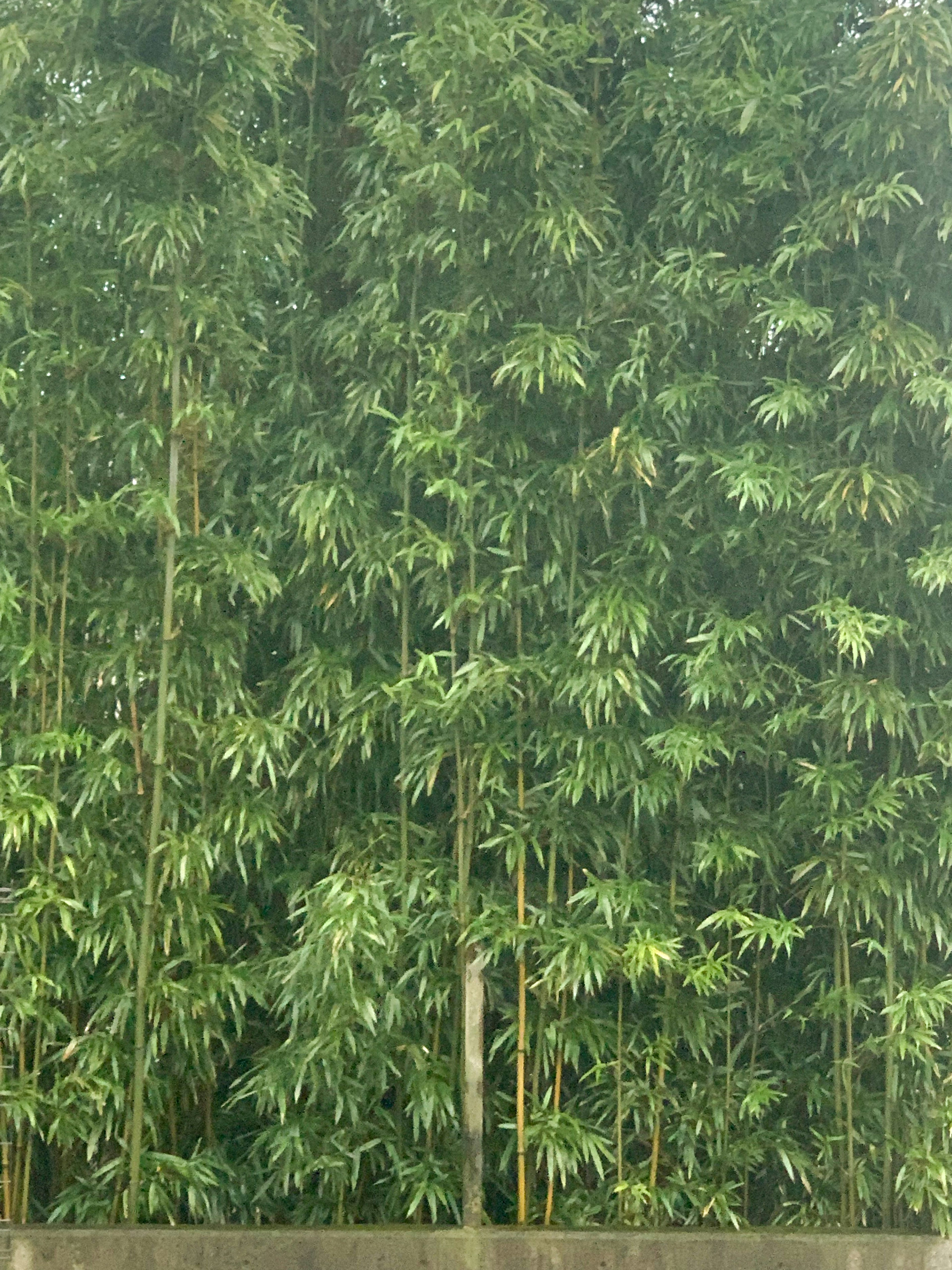 Hutan bambu hijau yang lebat