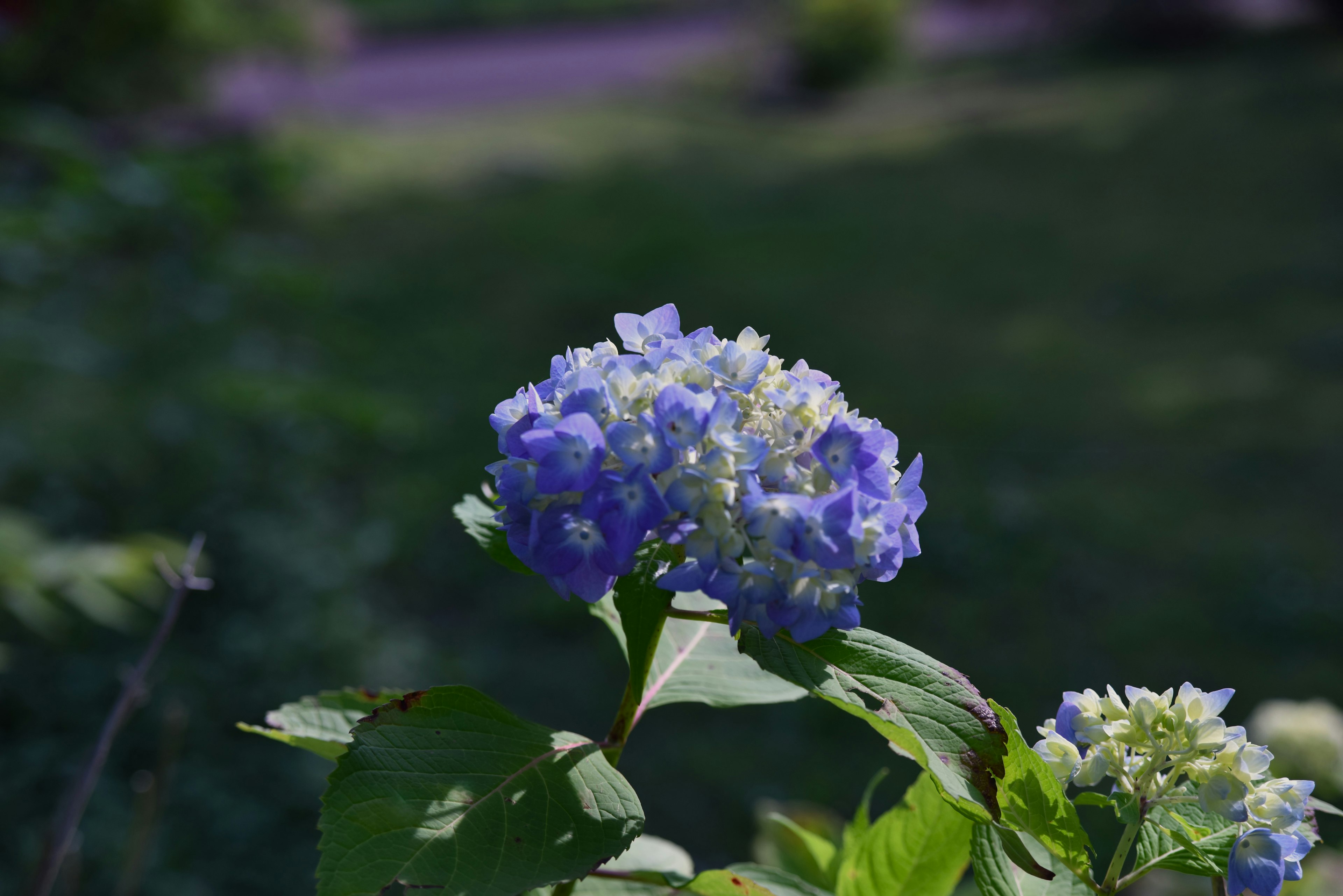 Blue hydrangea flower surrounded by green leaves